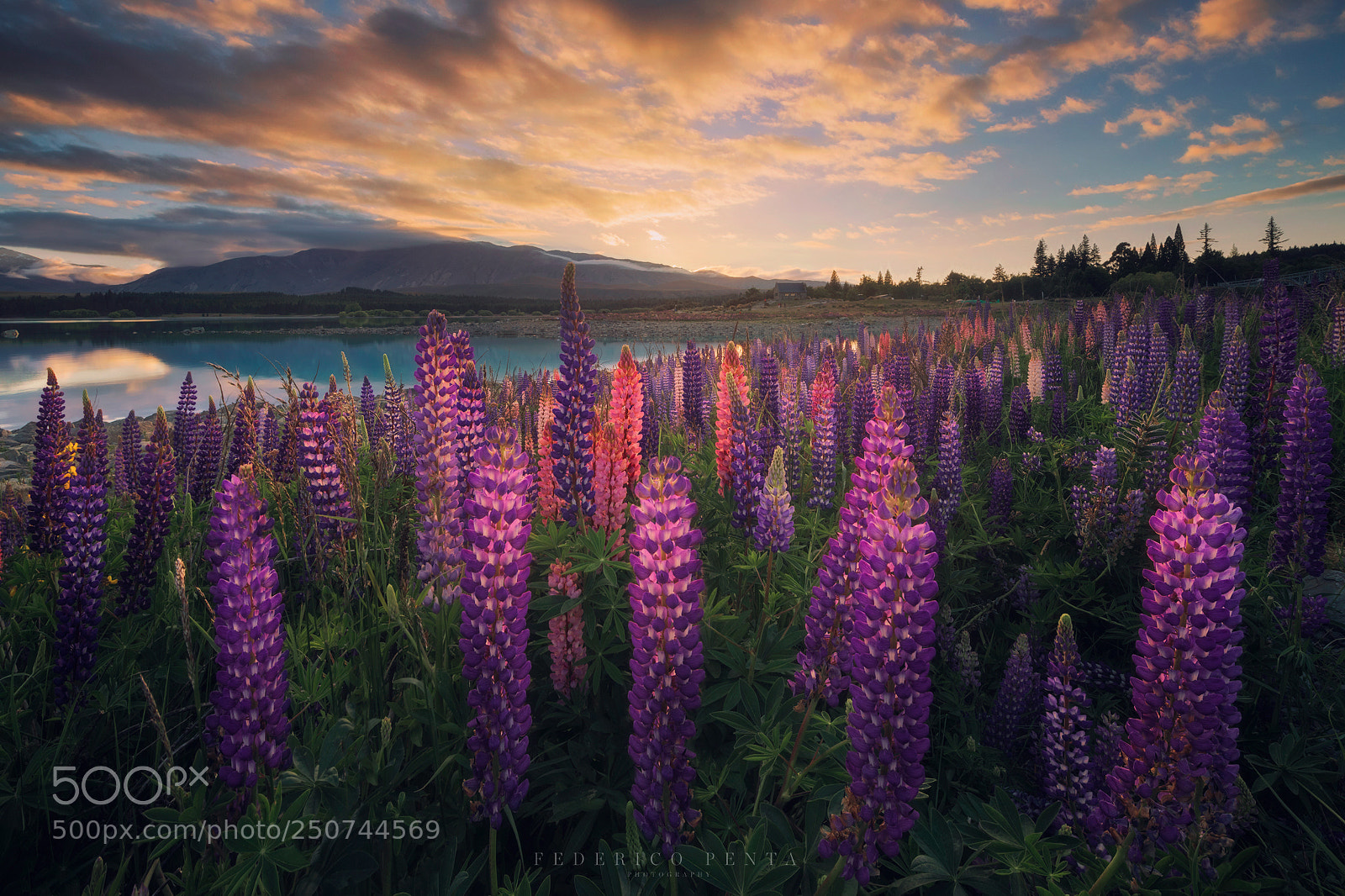 Nikon D850 sample photo. Lupines in tekapo photography