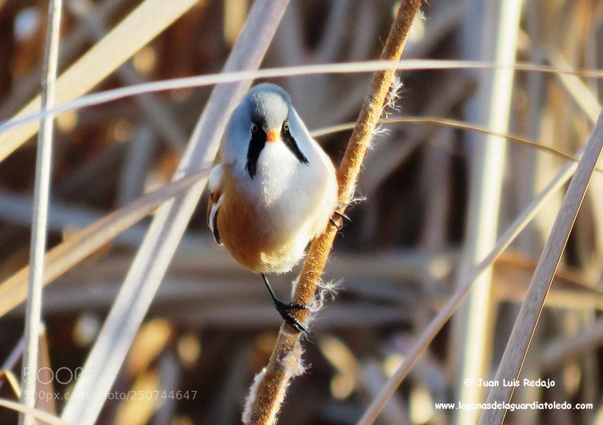 Canon PowerShot SX60 HS sample photo. Panurus biarmicus photography