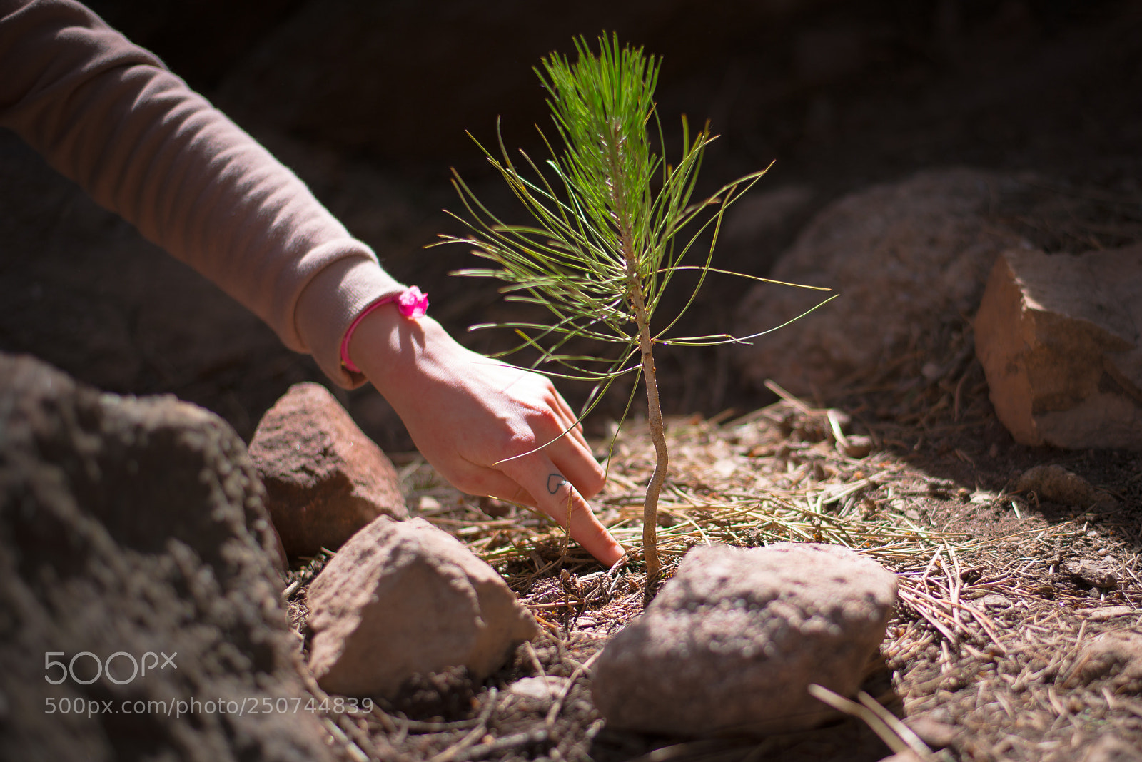 Nikon D800E sample photo. A touch of love photography
