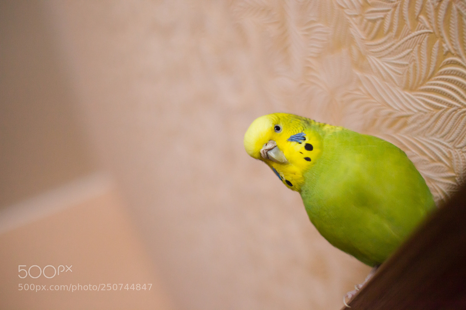 Canon EOS 5D Mark II sample photo. Cdcadafd orig photography