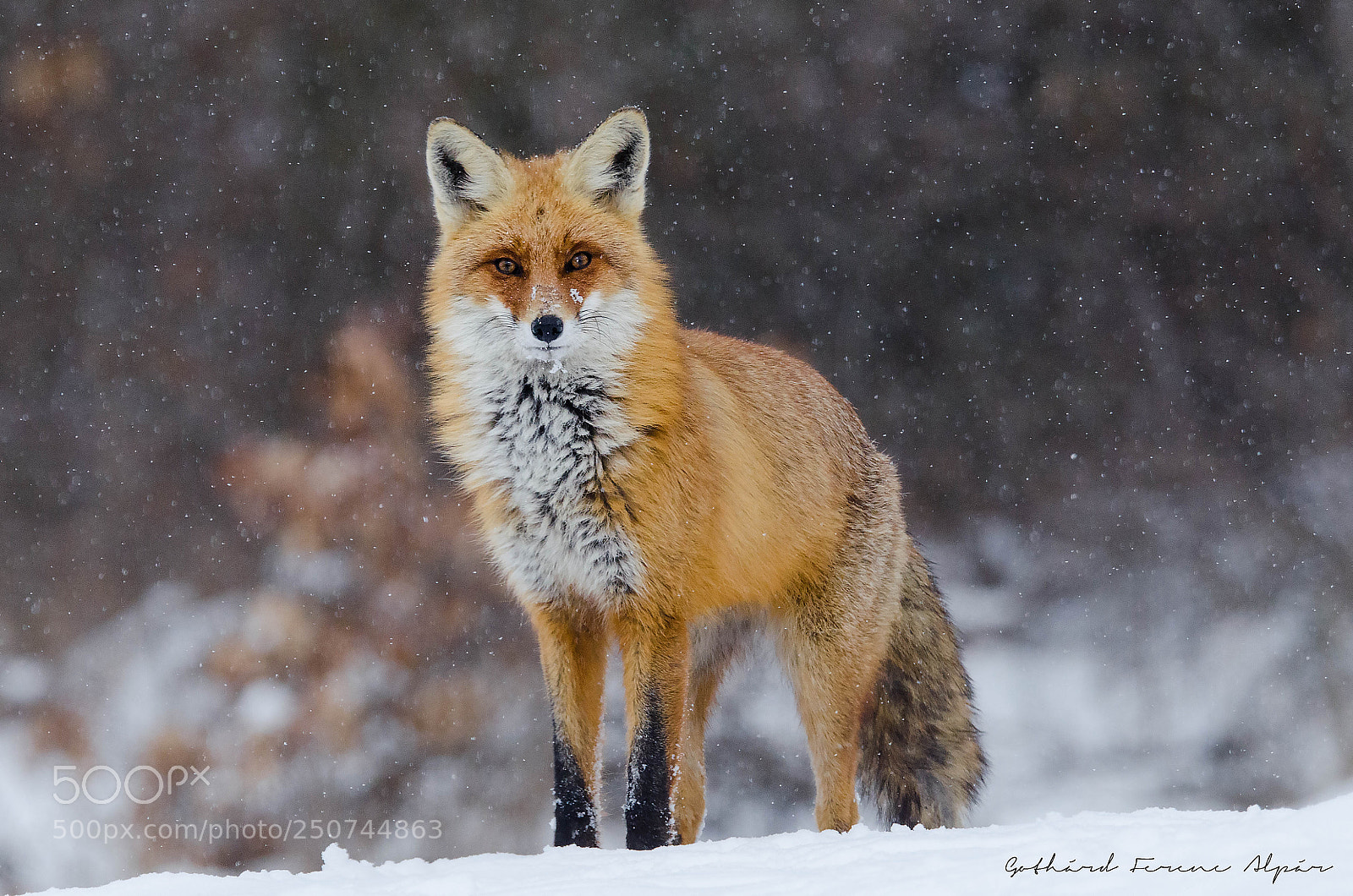 Nikon D7000 sample photo. Red fox (vulpes vulpes) photography
