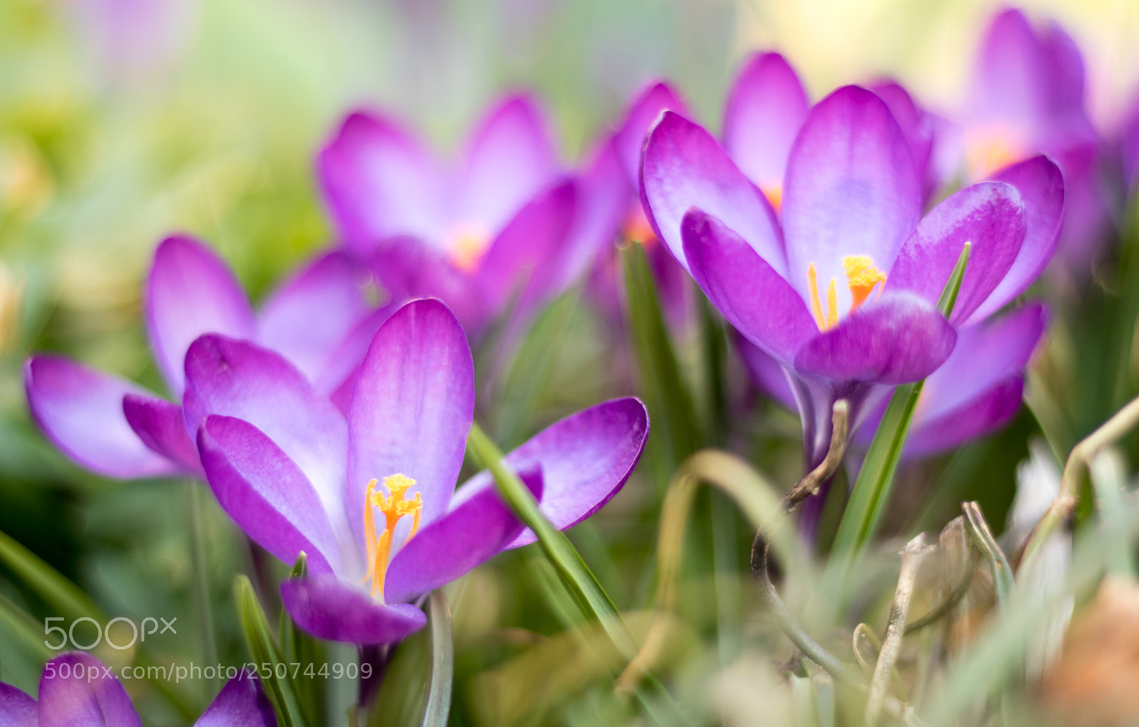 Canon EOS 750D (EOS Rebel T6i / EOS Kiss X8i) sample photo. Spring photography