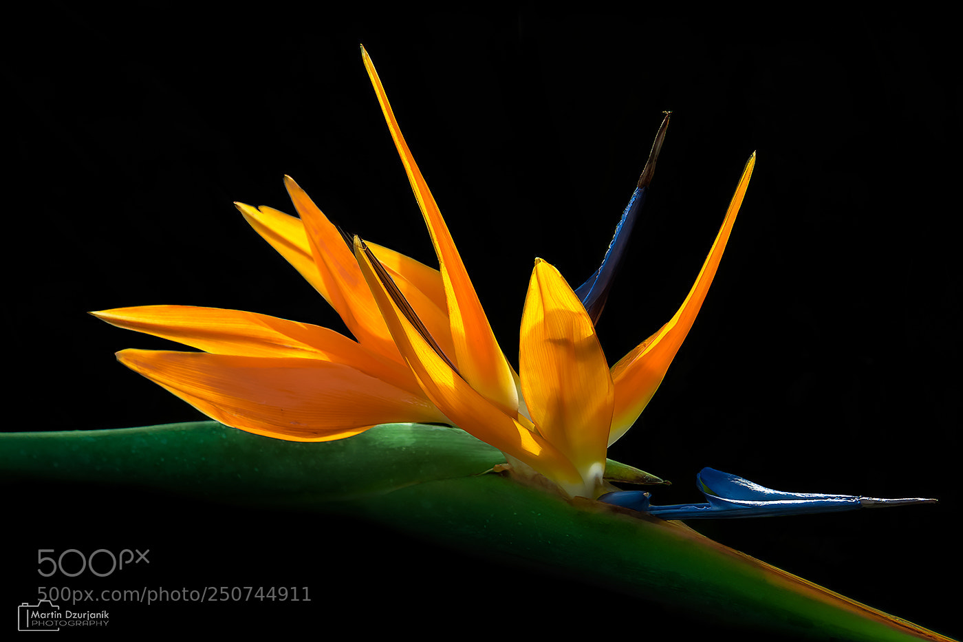 Olympus OM-D E-M5 II sample photo. Strelitzia photography