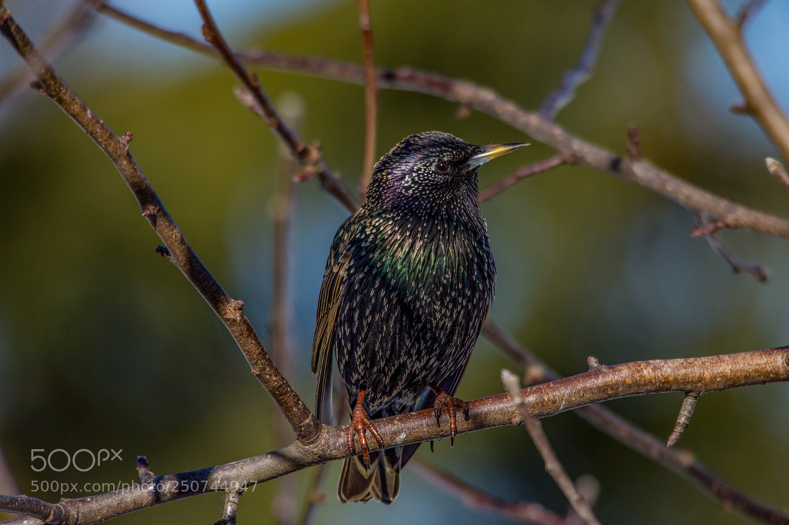 Nikon D7200 sample photo. Starling photography