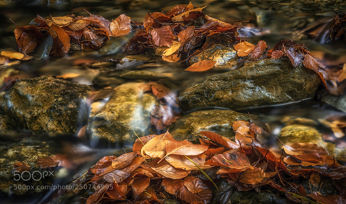 Nikon D810 sample photo. Autumn gold photography