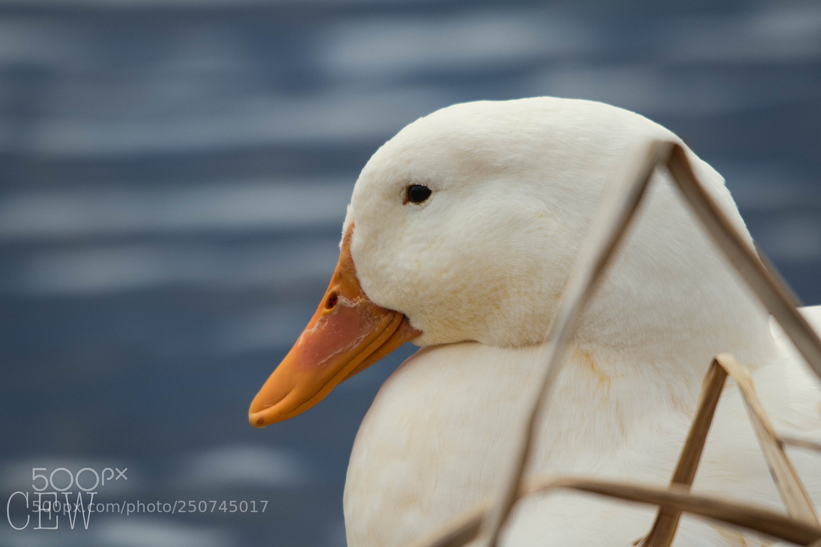 Canon EOS 760D (EOS Rebel T6s / EOS 8000D) sample photo. By the pond photography