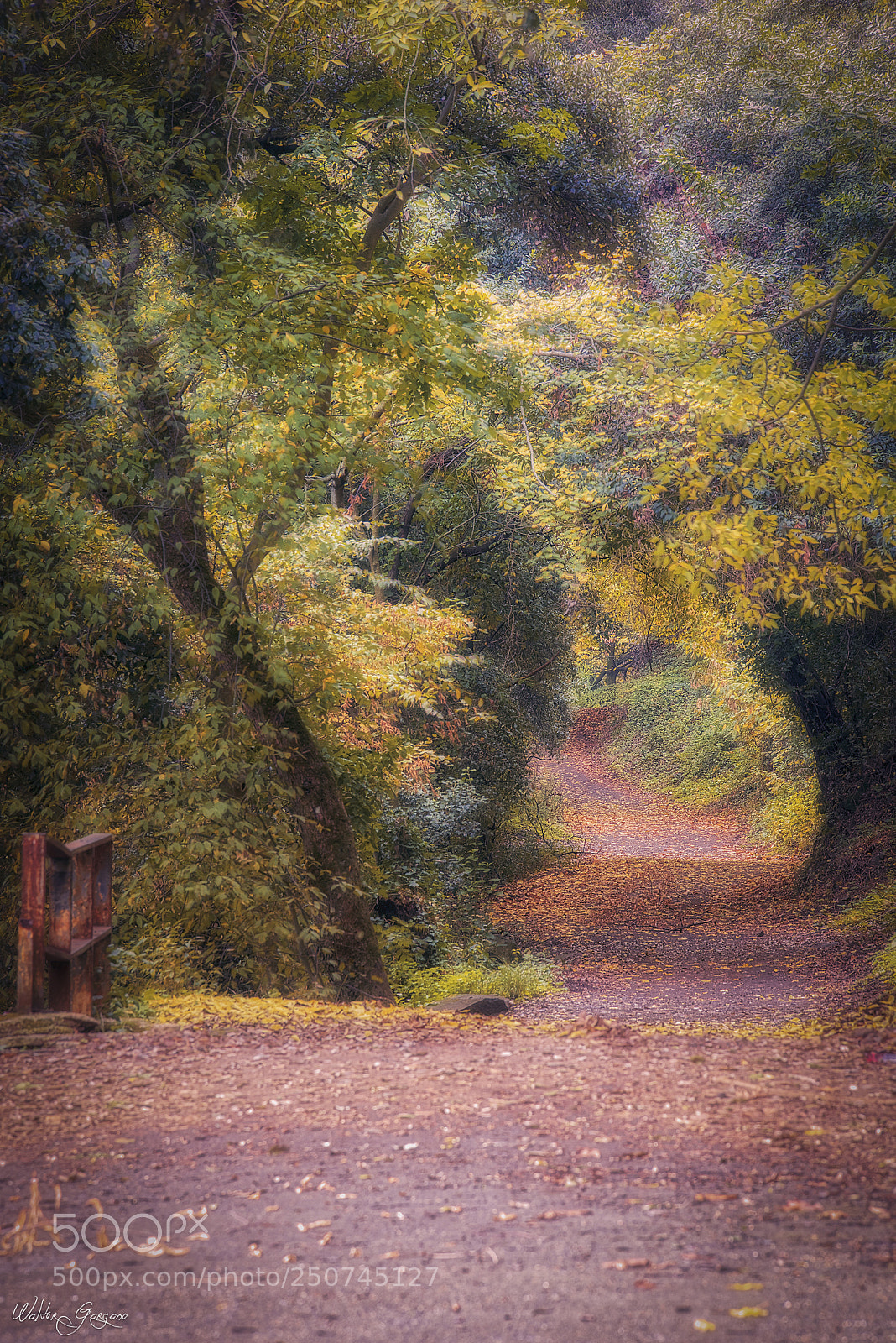 Nikon D810 sample photo. Sottobosco albano photography
