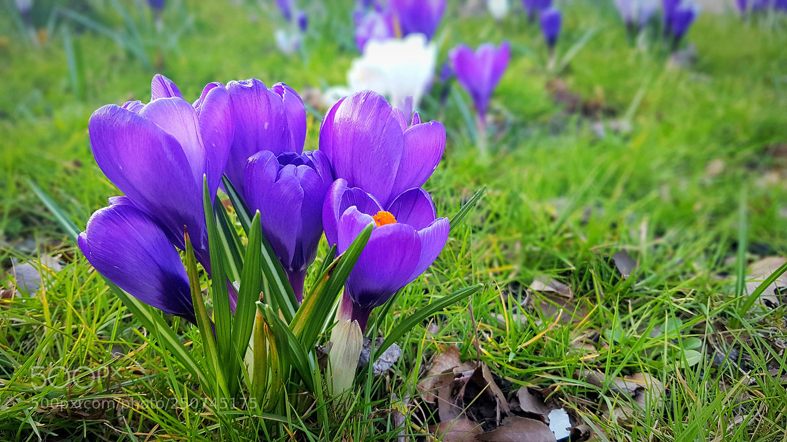 Samsung Galaxy S7 Edge sample photo. Violet blossom photography