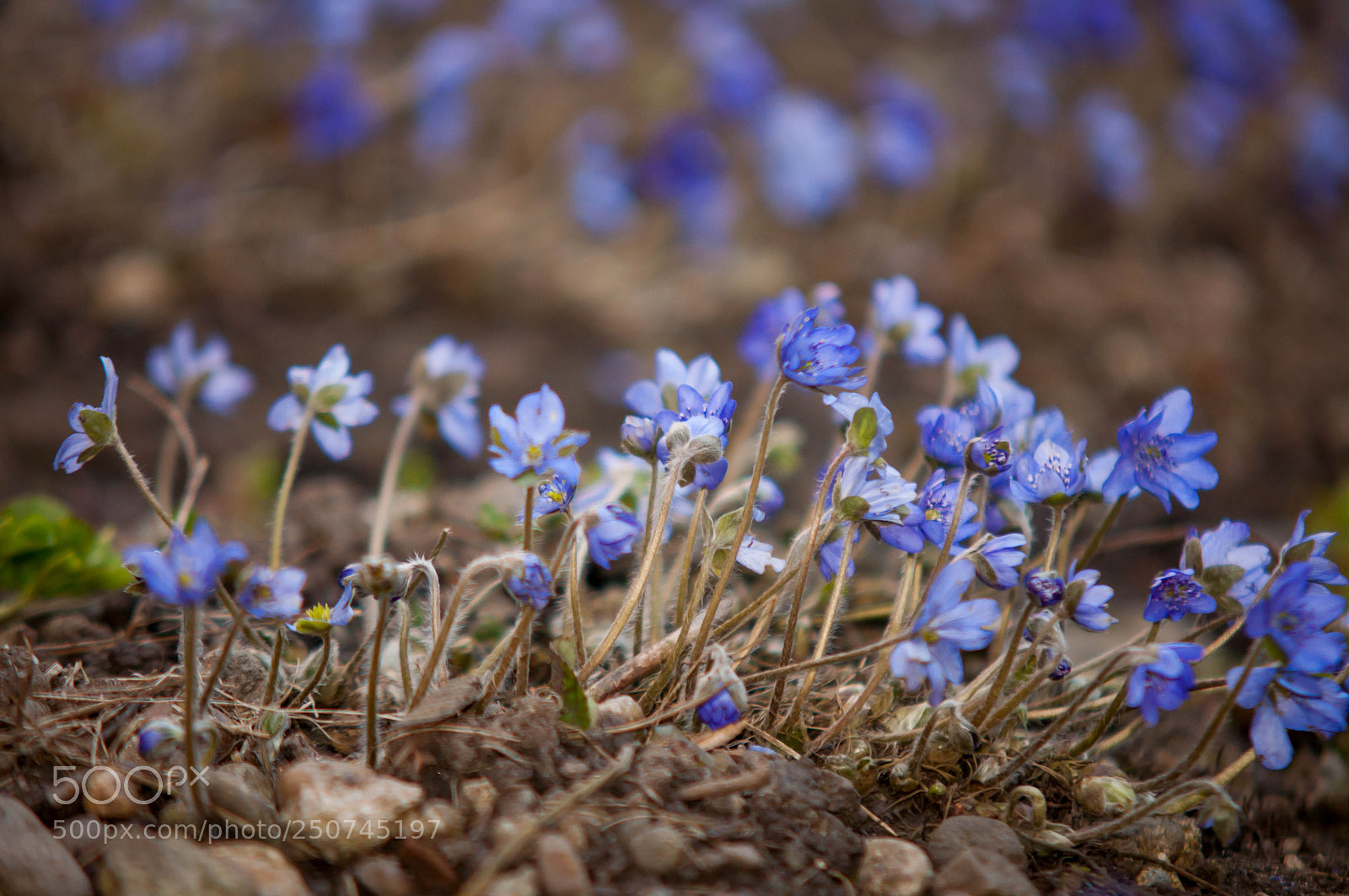 Nikon D90 sample photo. Spring is near! photography