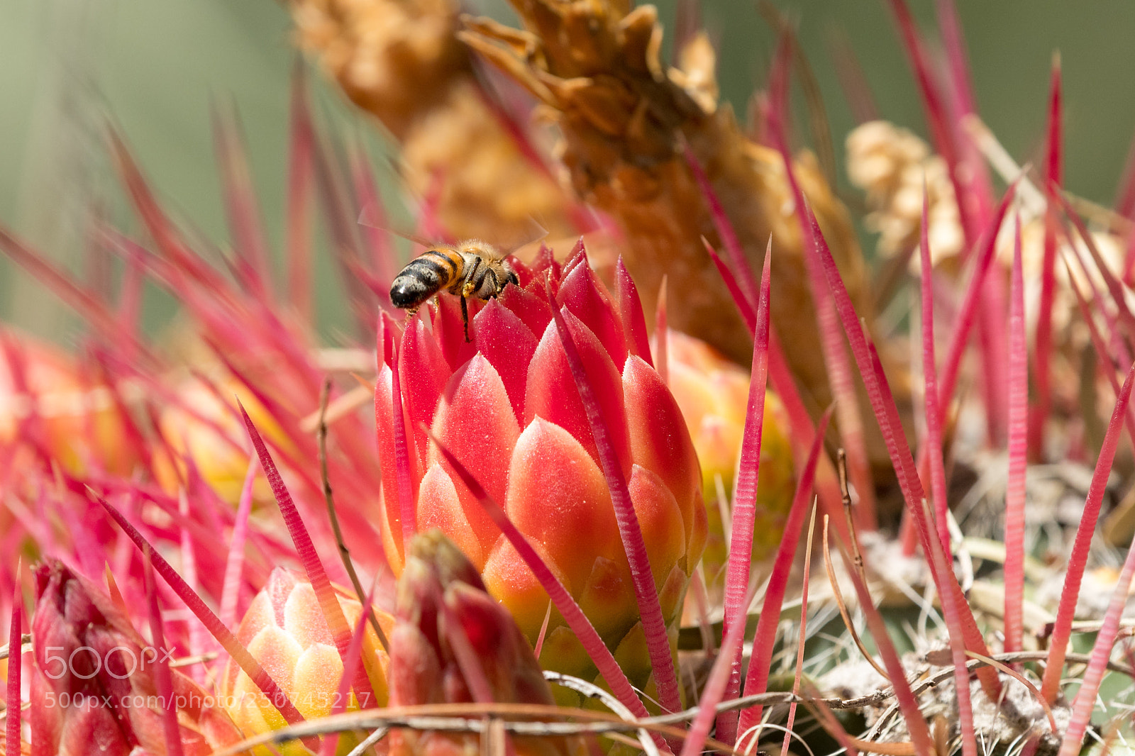 Nikon D850 sample photo. Bee on cactus flower photography