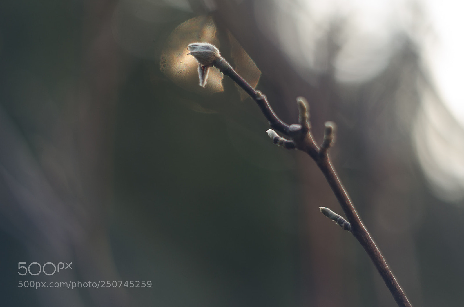 Nikon D7000 sample photo. Twig photography