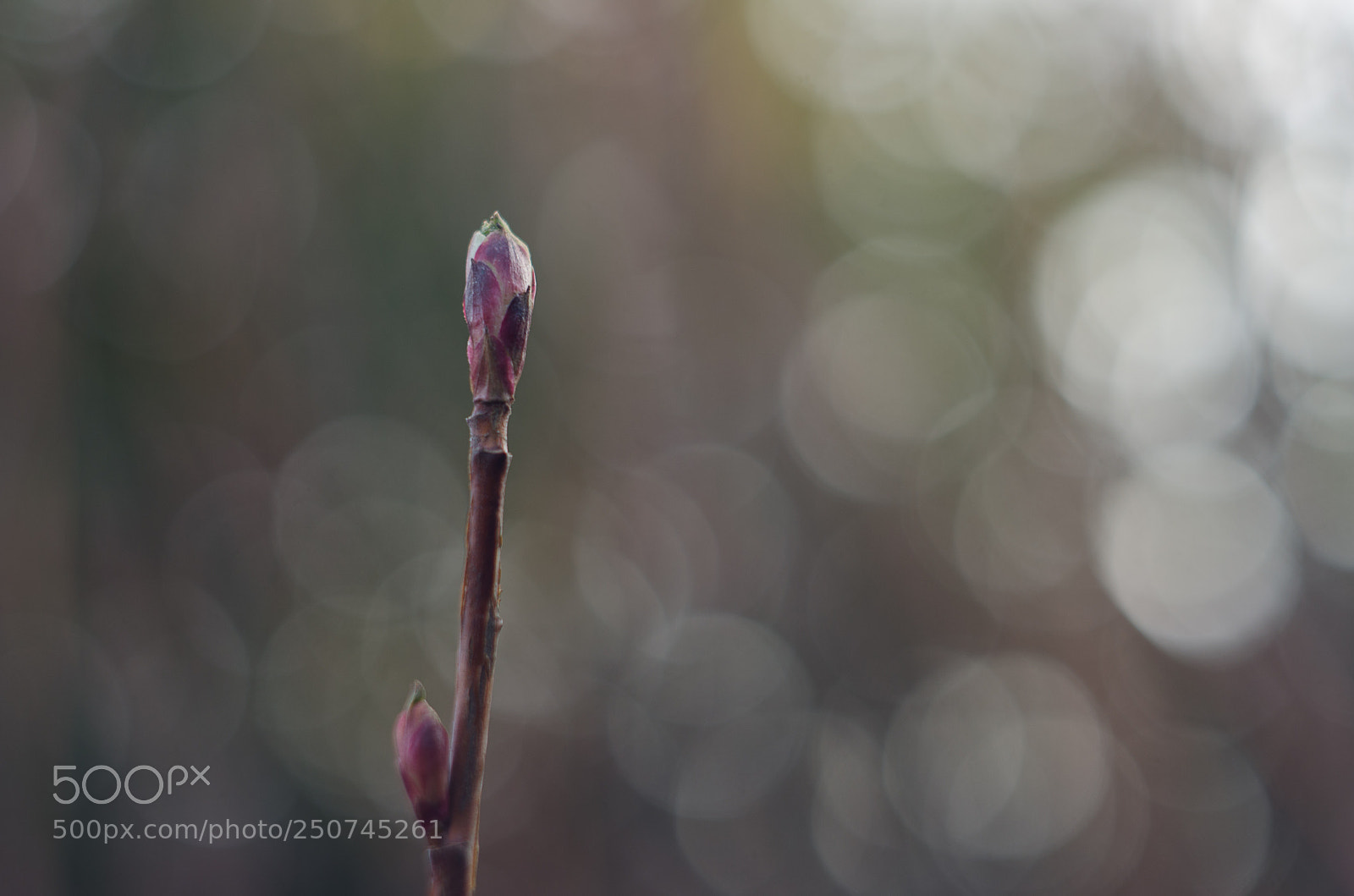Nikon D7000 sample photo. Bud photography