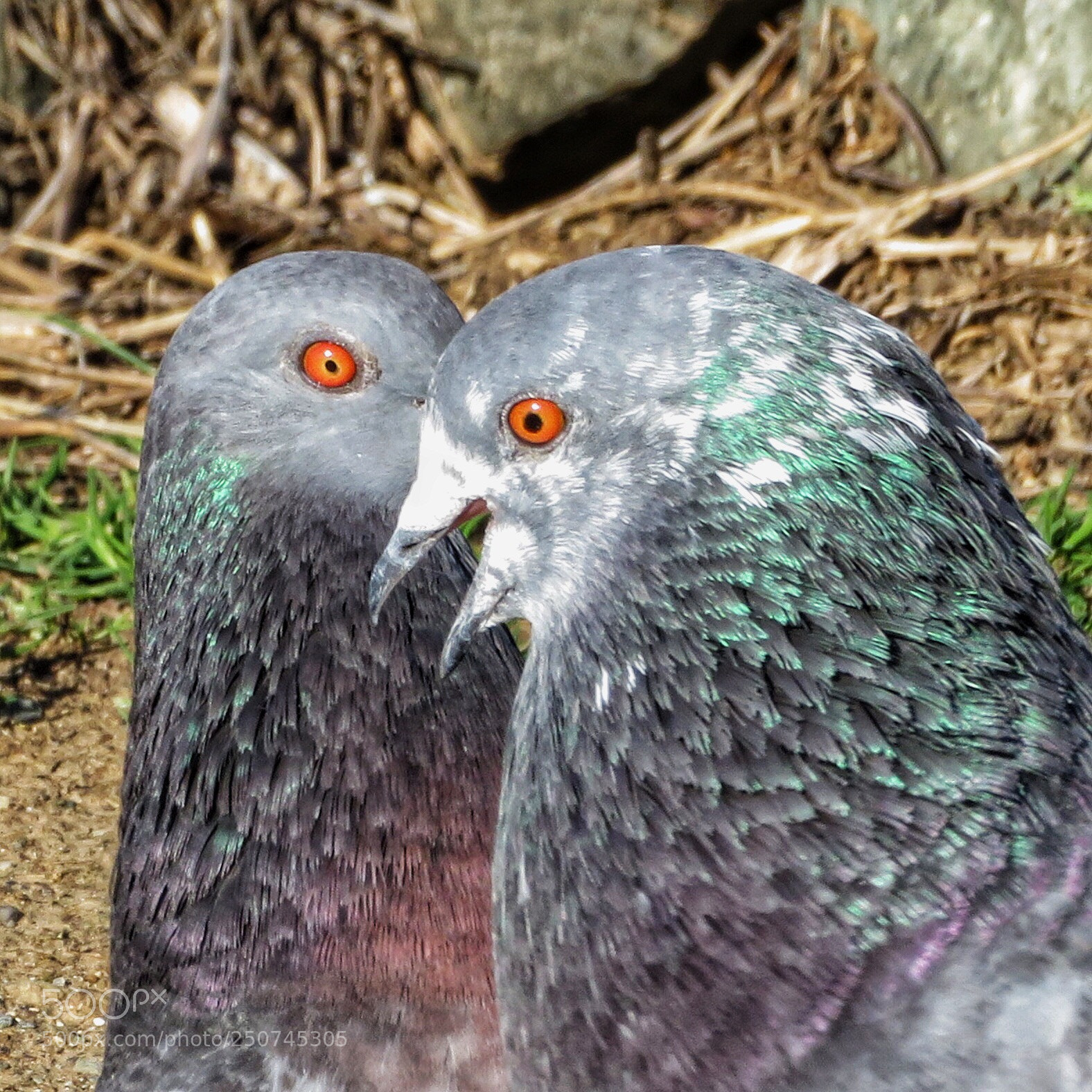 Canon PowerShot SX720 HS sample photo. Cross eyes photography