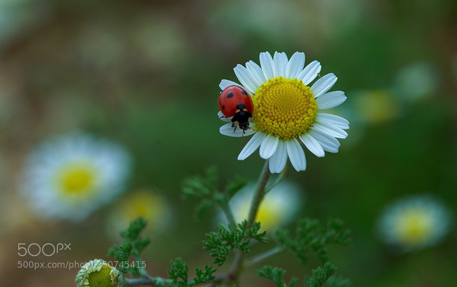 Pentax K20D sample photo. Ladybug photography
