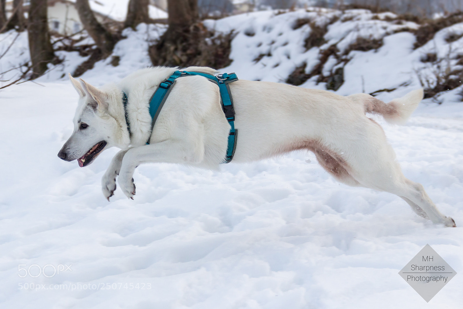 Canon EOS 600D (Rebel EOS T3i / EOS Kiss X5) sample photo. White_shepherd_2 photography