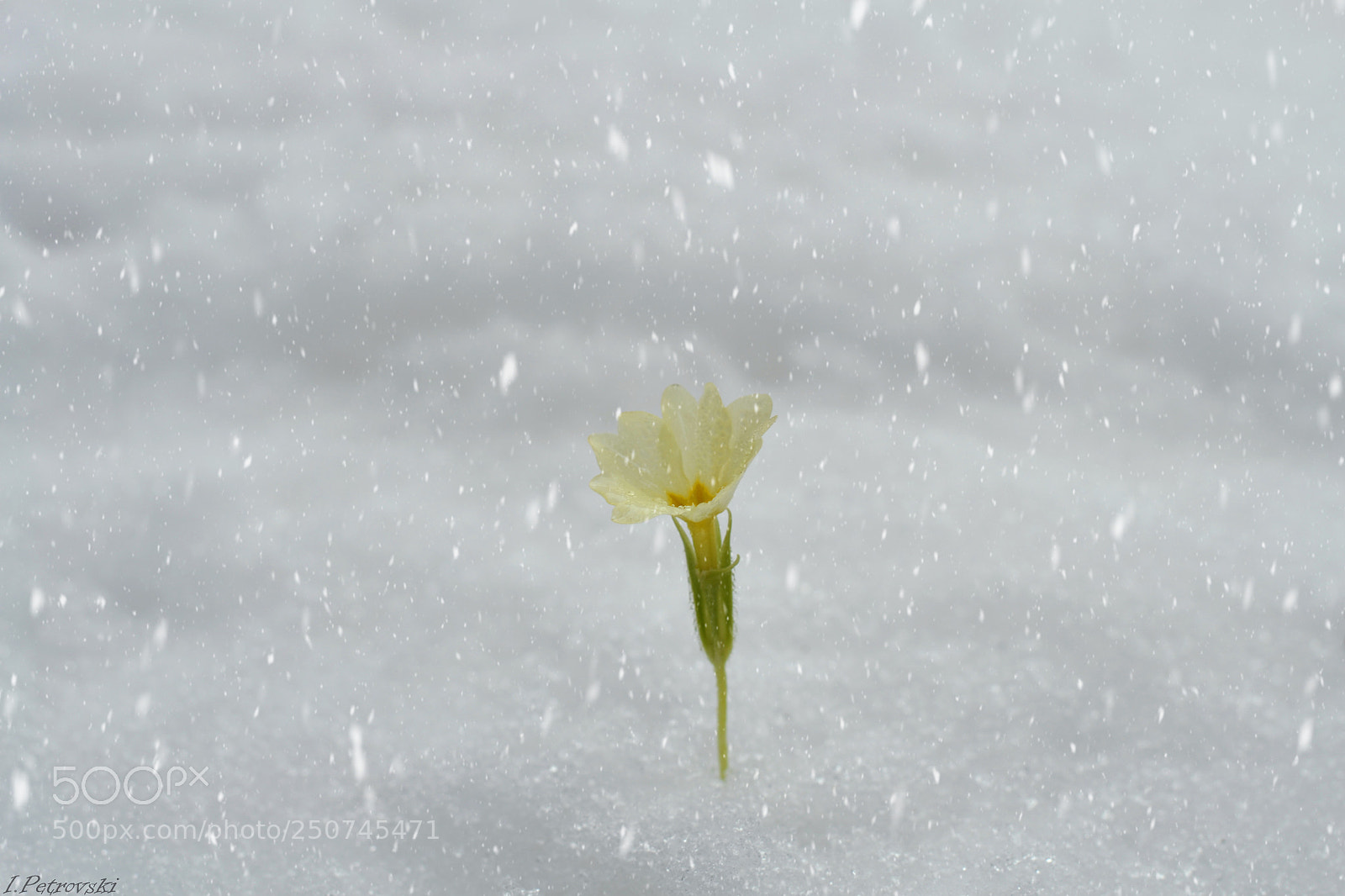 Nikon D3100 sample photo. Rise 2 photography