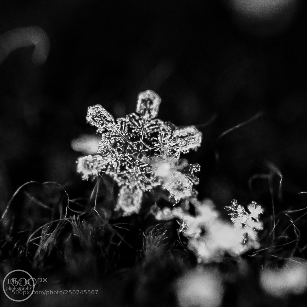 Canon EOS 6D Mark II sample photo. Spring snowflake photography