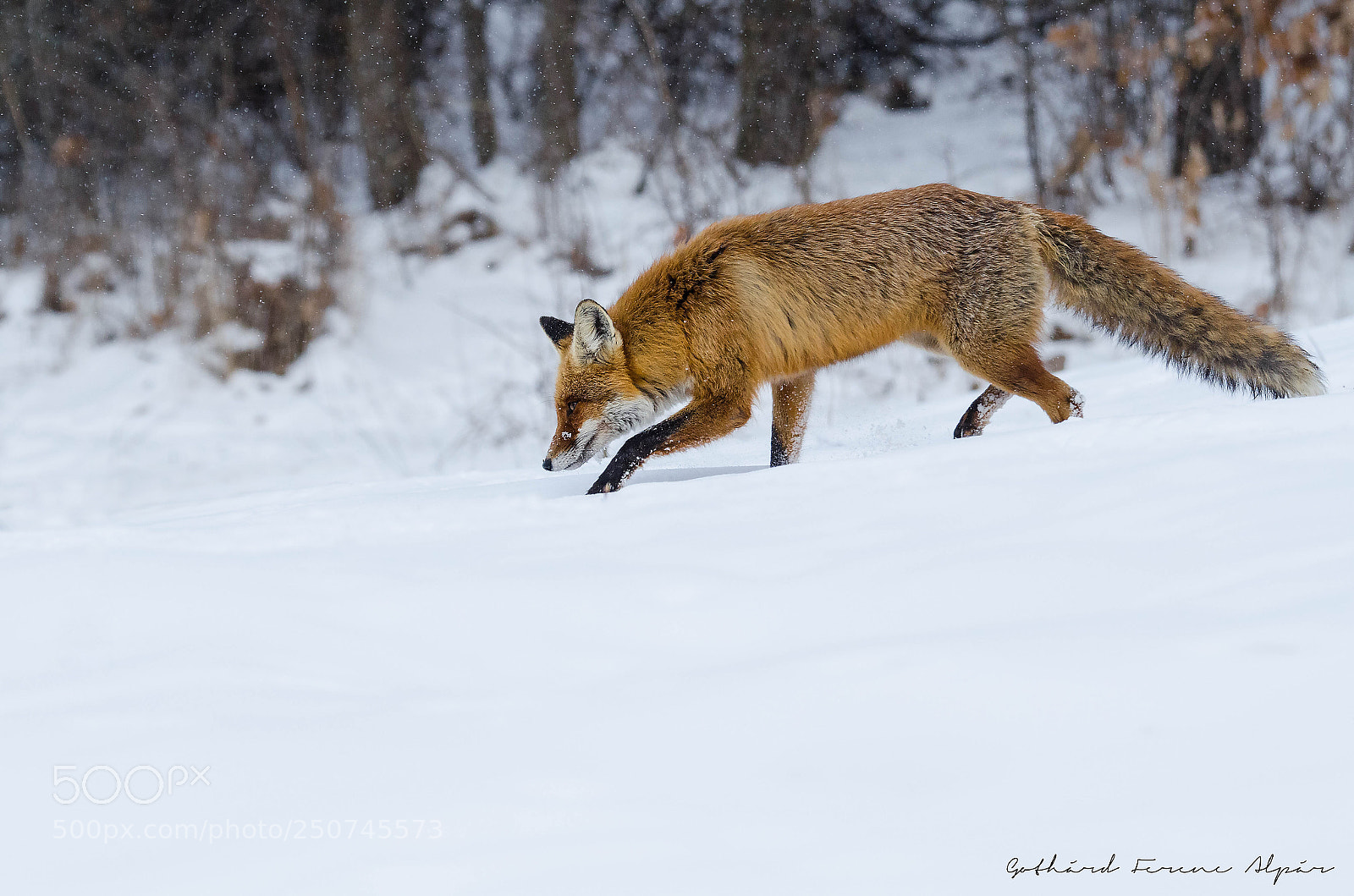 Nikon D7000 sample photo. Red fox (vulpes vulpes) photography