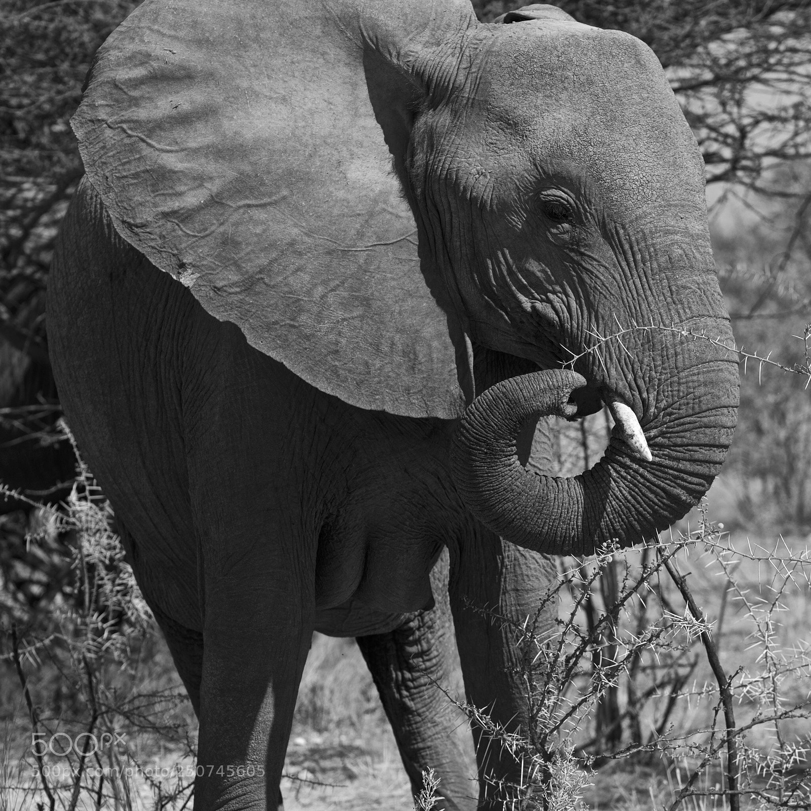 Olympus OM-D E-M5 sample photo. Wildlife  photography