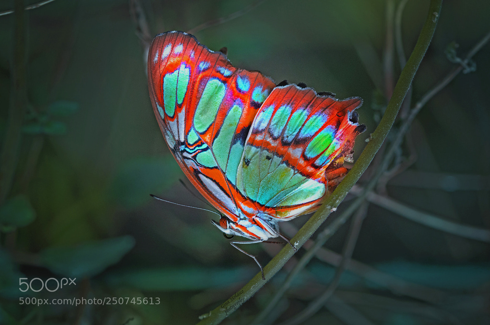 Nikon D3200 sample photo. Malachite on a branch photography