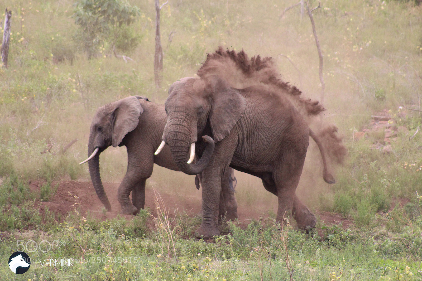 Canon EOS 700D (EOS Rebel T5i / EOS Kiss X7i) sample photo. Dust bathing elephants photography