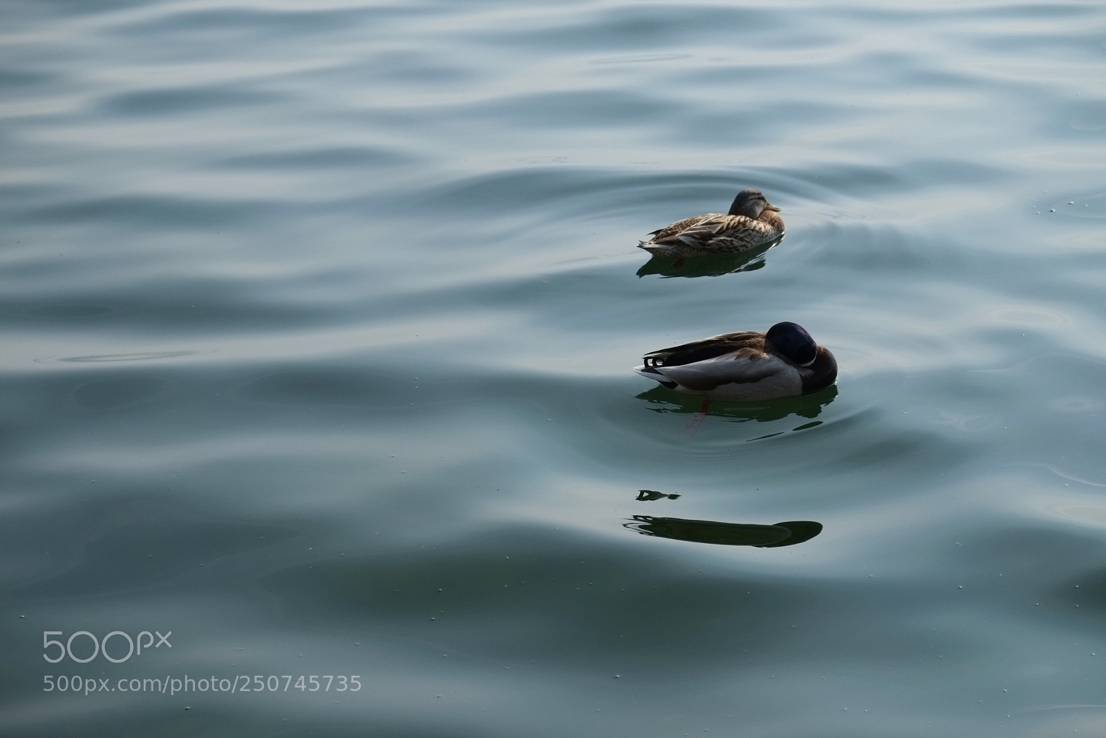 Fujifilm X-E1 sample photo. Ducks photography