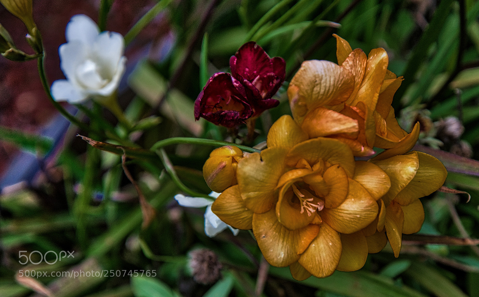 Nikon D850 sample photo. Springtime flowers are popping photography