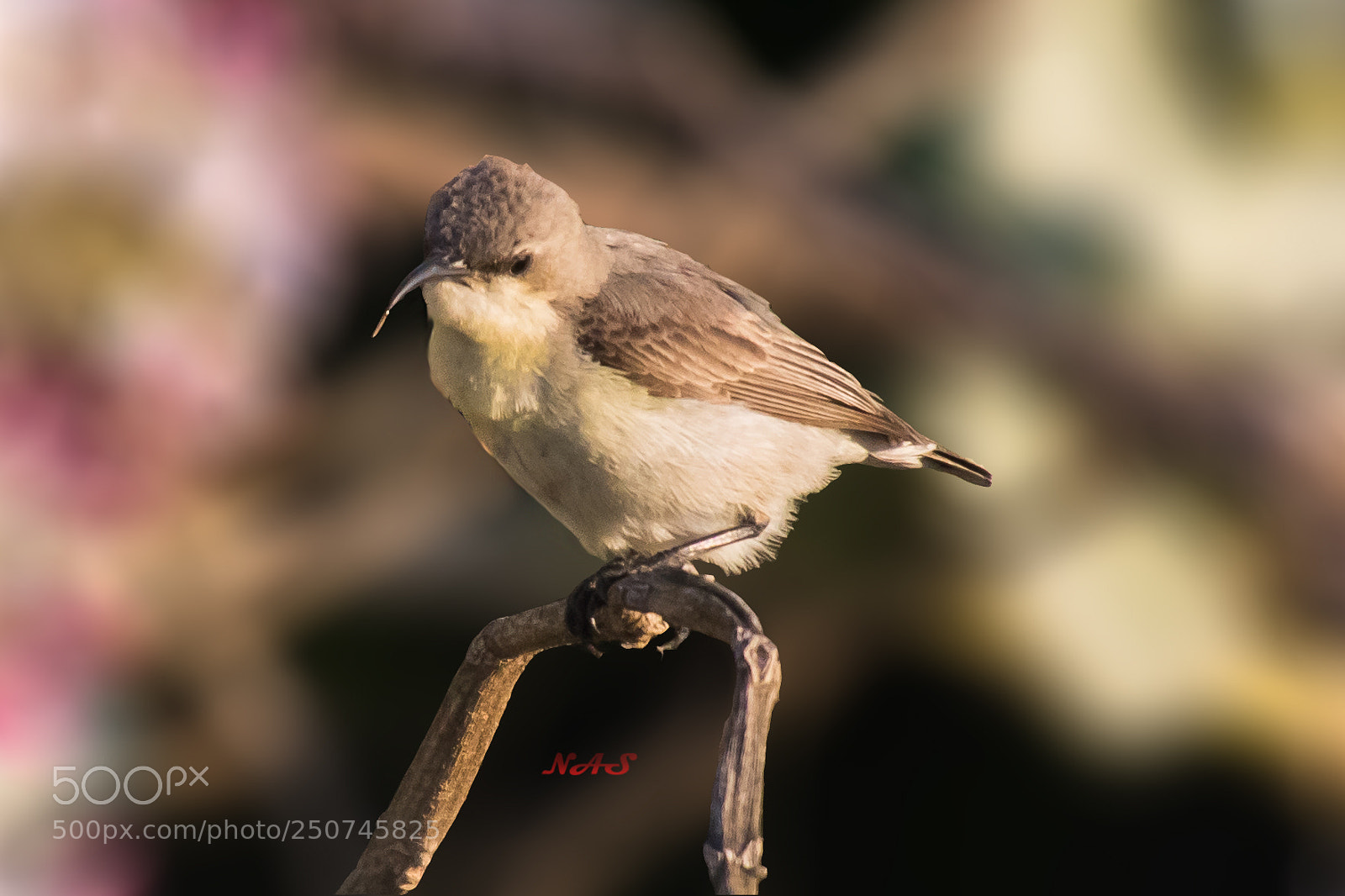 Canon EOS 750D (EOS Rebel T6i / EOS Kiss X8i) sample photo. Sunbird female photography