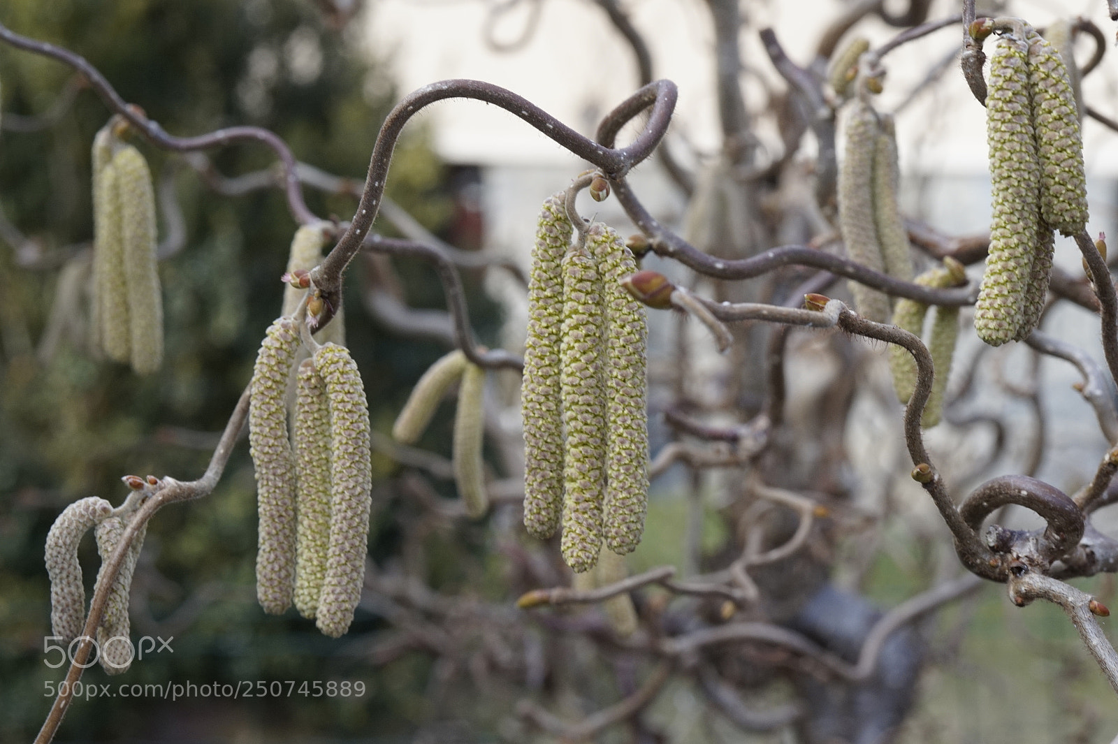 Sony Alpha a5000 (ILCE 5000) sample photo. Untitled photography