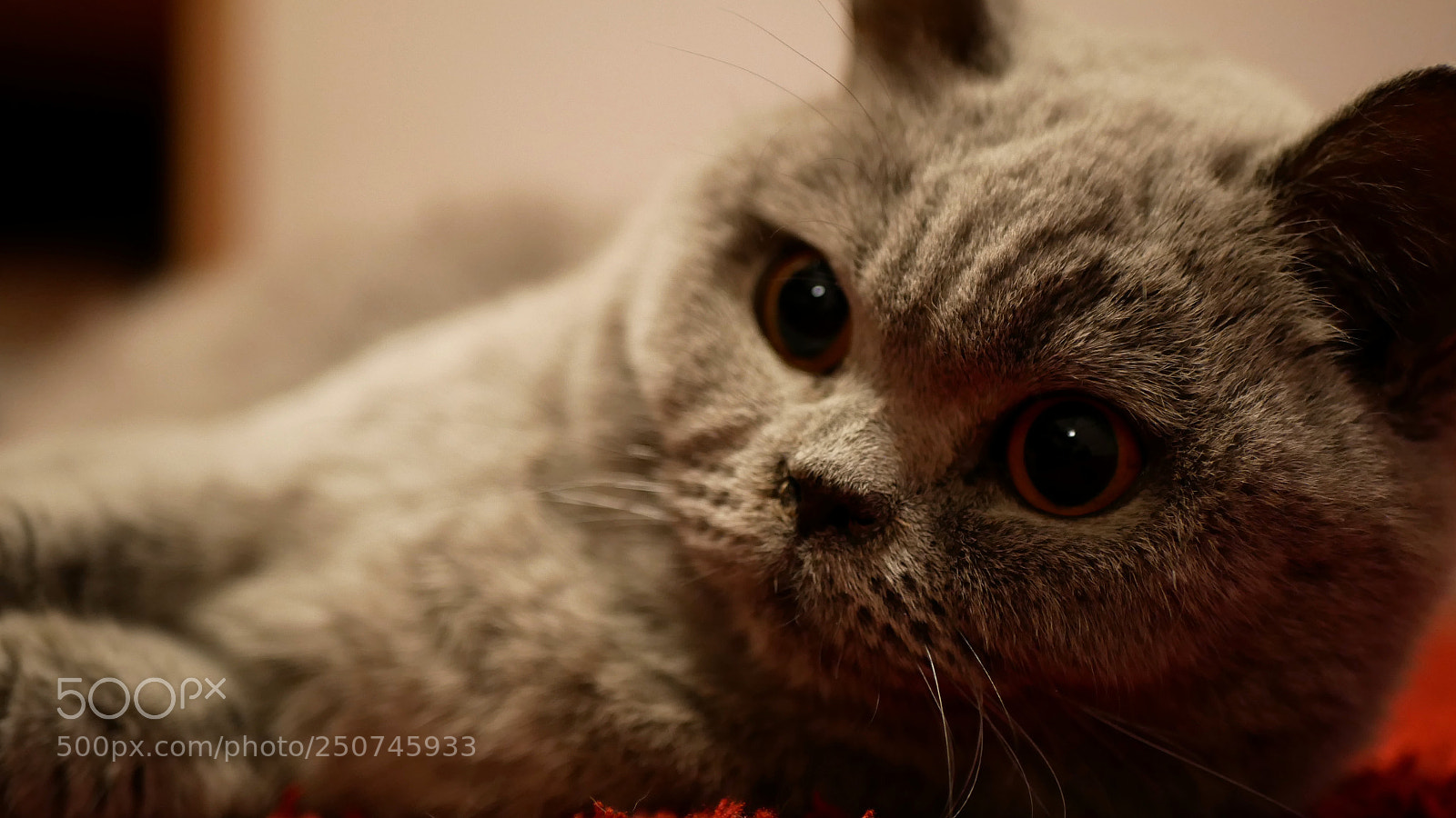 Panasonic DMC-G81 sample photo. Amber eyes photography