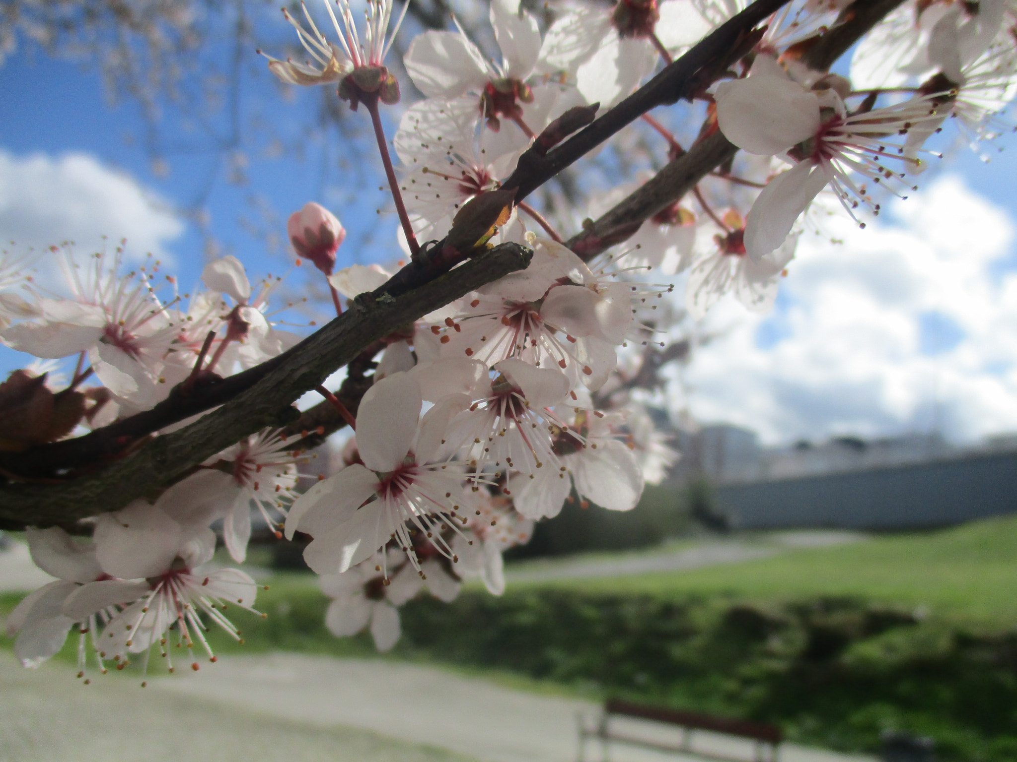 Canon PowerShot ELPH 160 (IXUS 160 / IXY 150) sample photo. Cherry tree photography