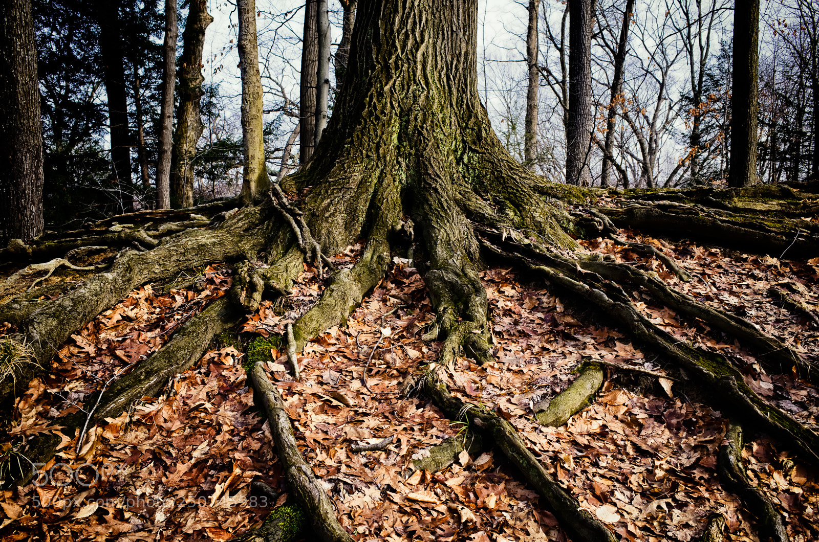 Ricoh GR sample photo. Roots (color) photography