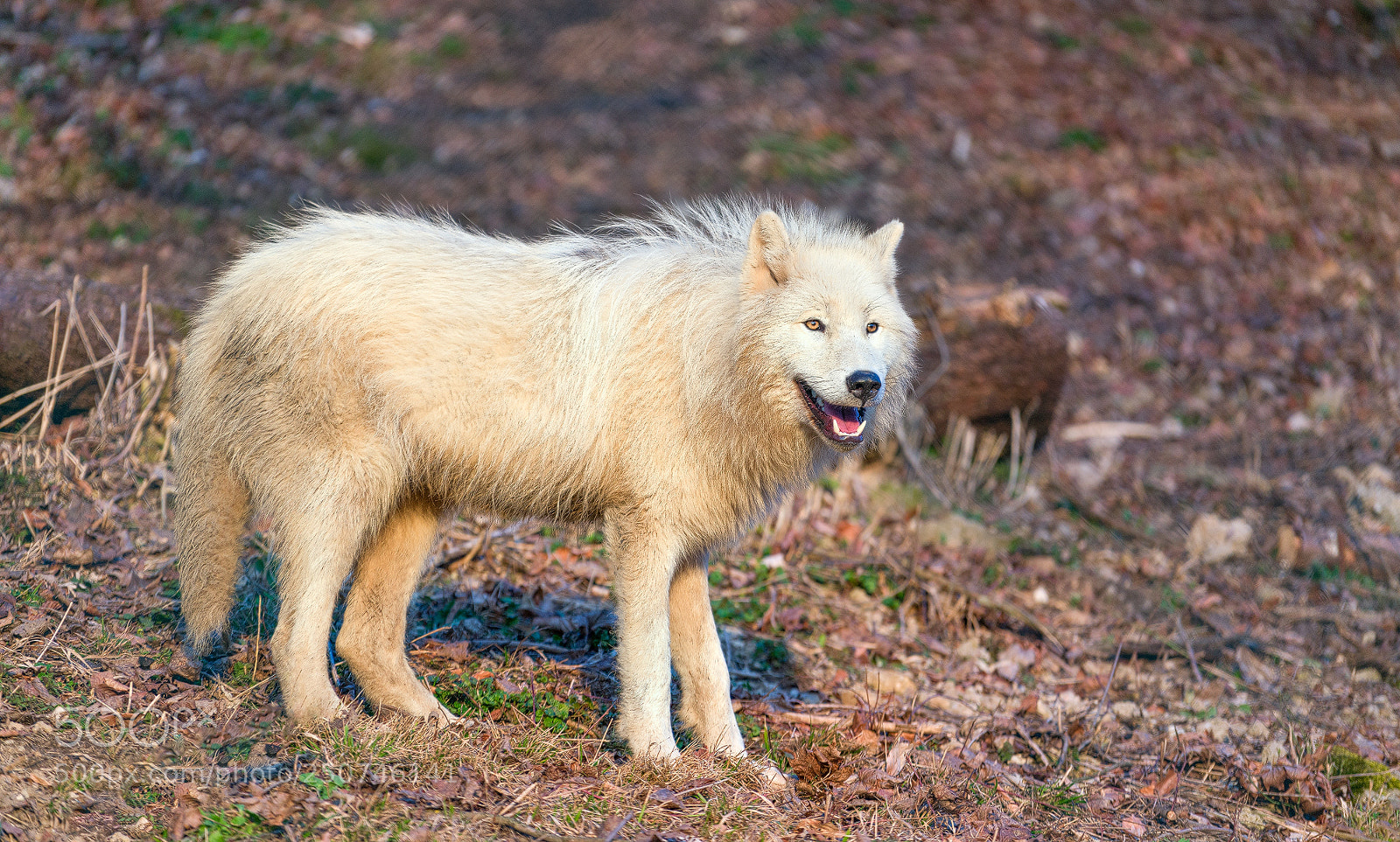 Sony a7R II sample photo. Polarwolf photography
