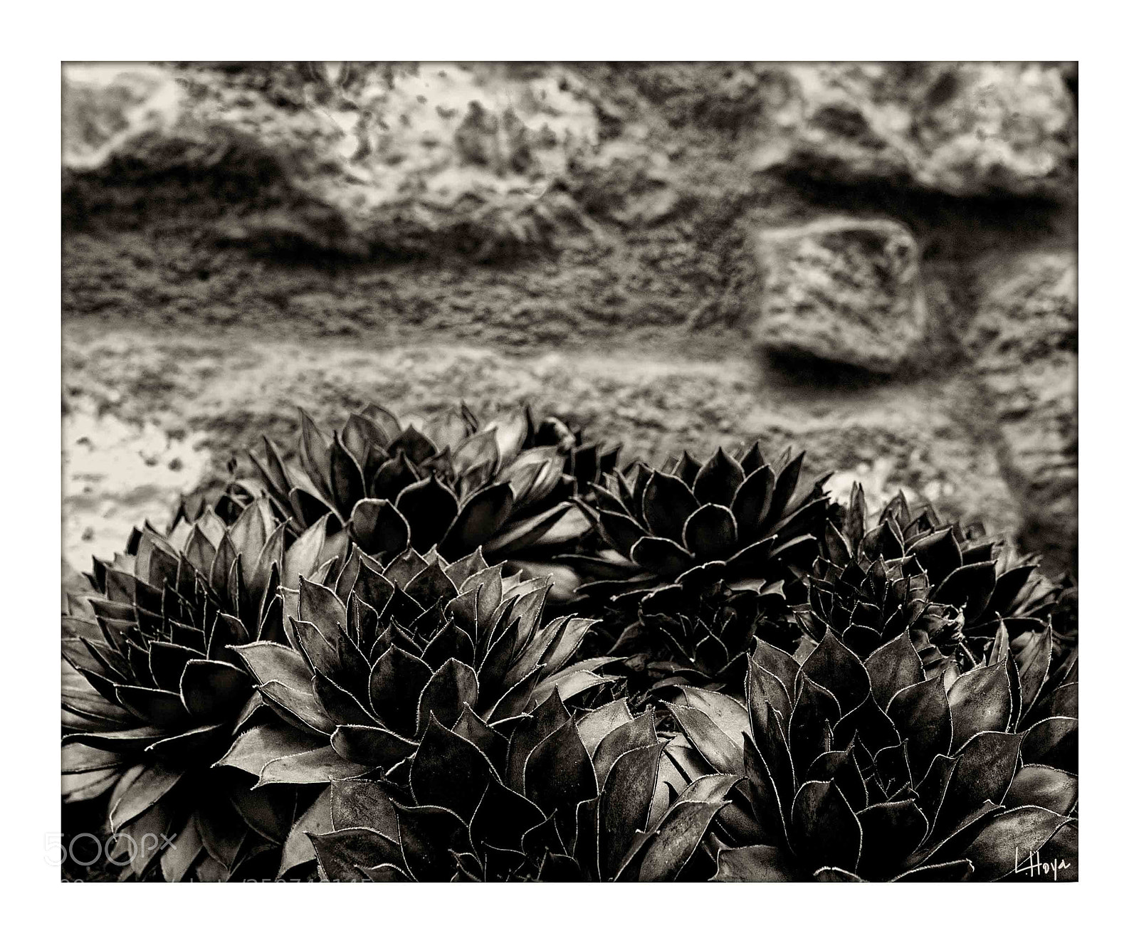Nikon D610 sample photo. Planta photography