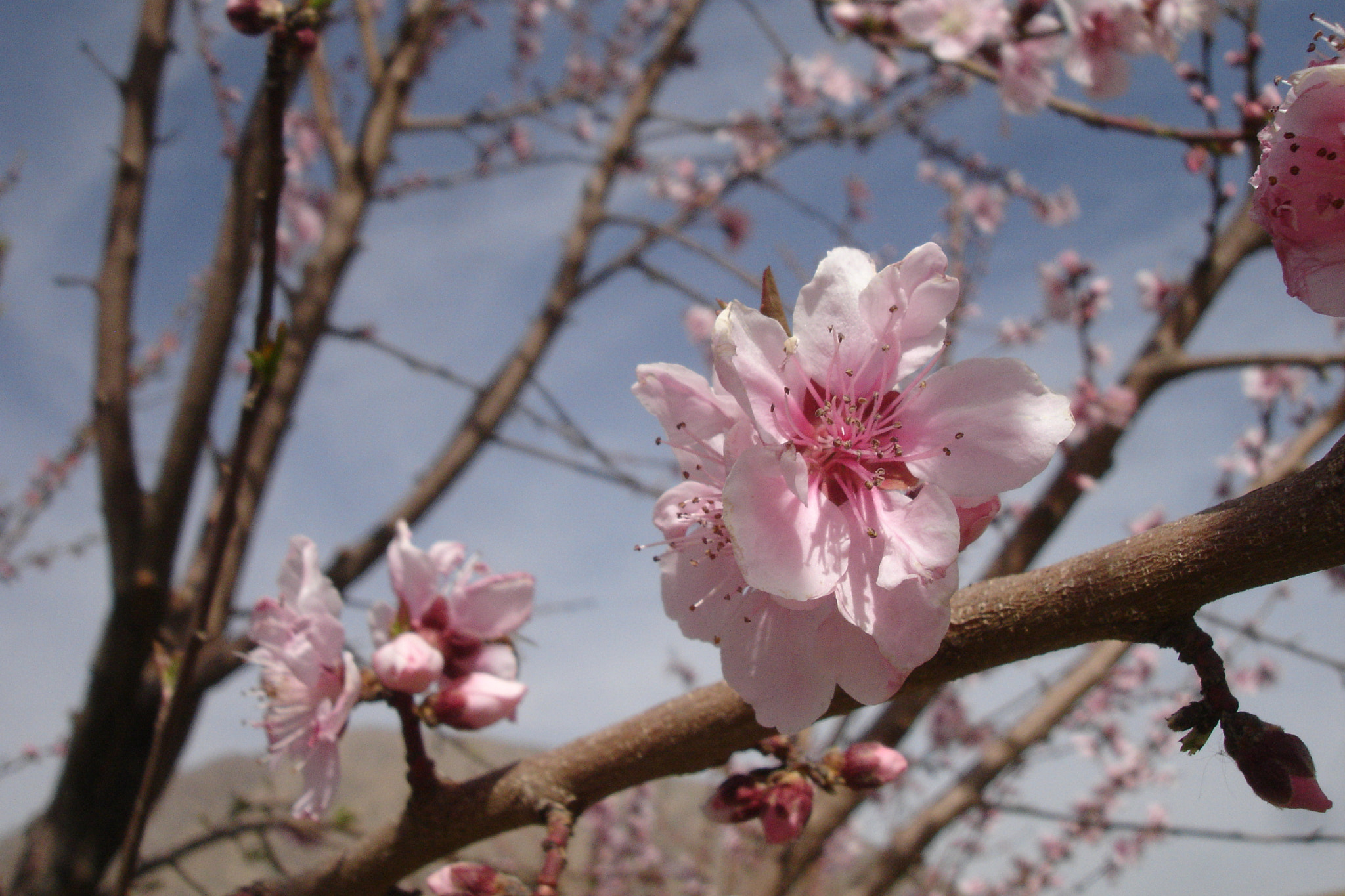 Sony DSC-P200 sample photo. Flower photography