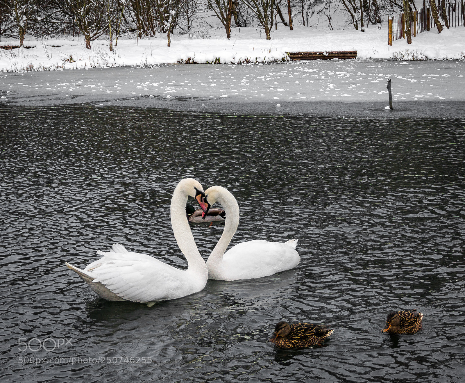 Sony a6000 sample photo. Swan loveheart embrace photography