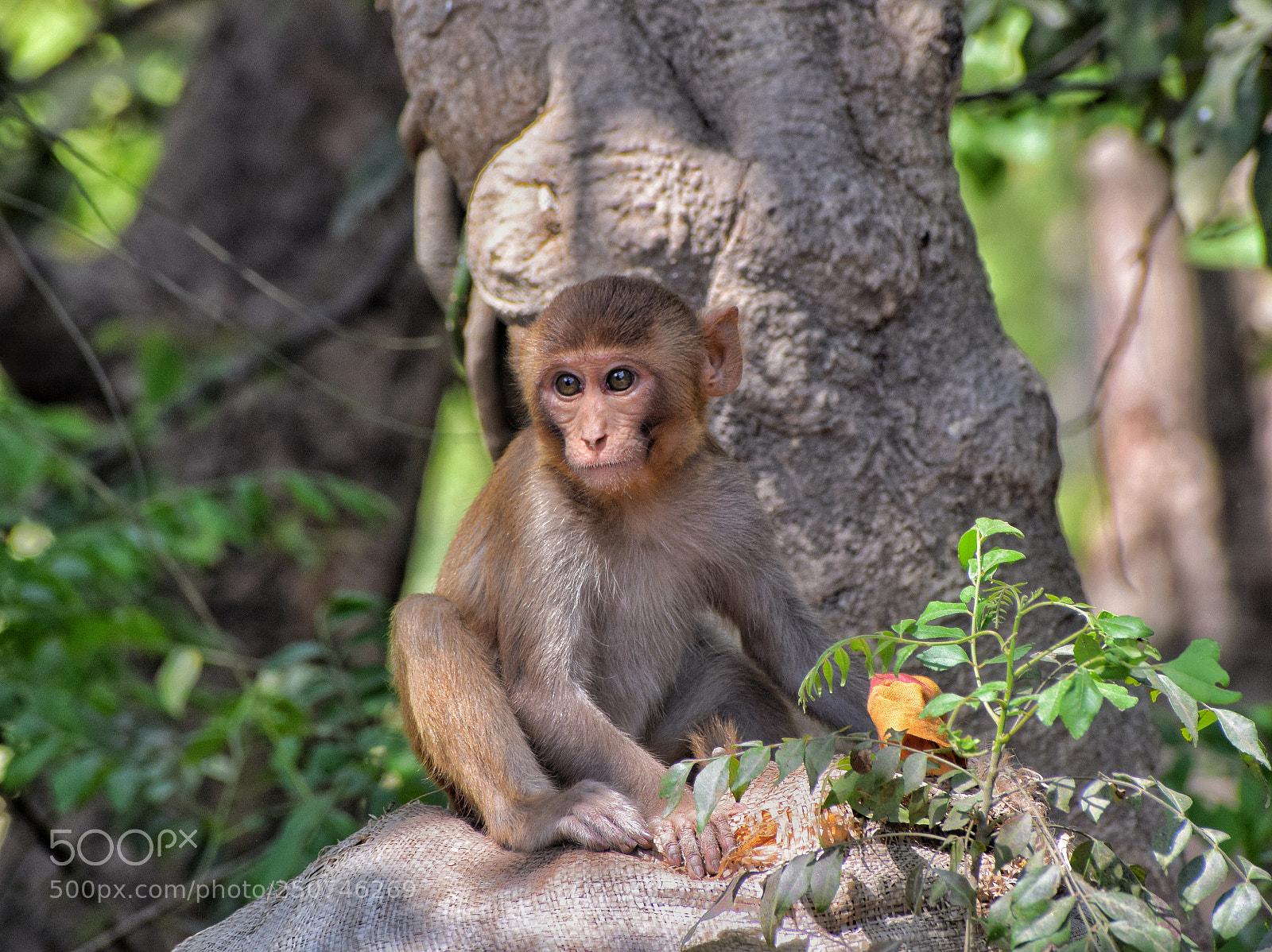 Nikon D5300 sample photo. Baby monkey photography