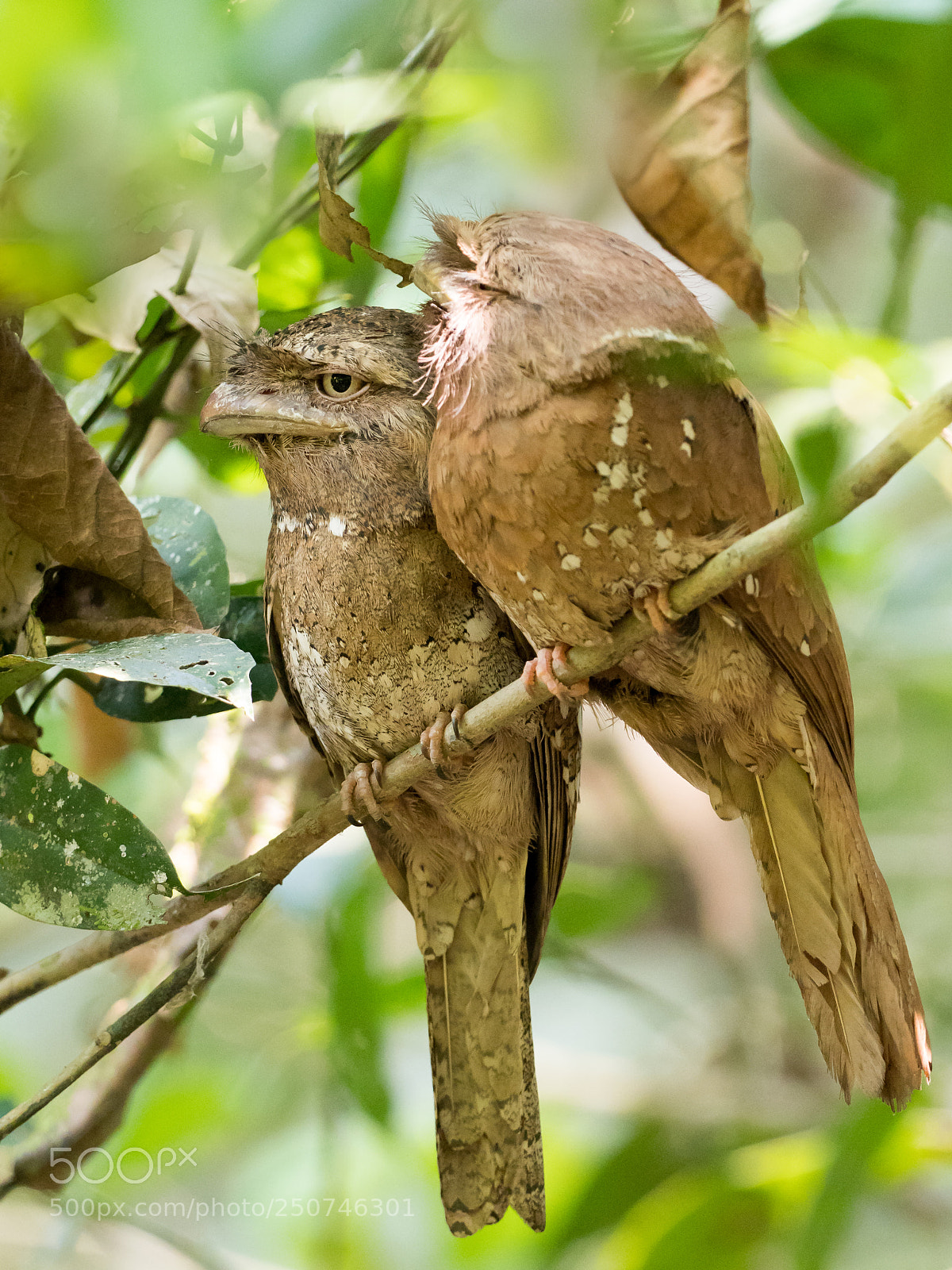 Olympus OM-D E-M1 Mark II sample photo. Sri lanka frogmouths photography
