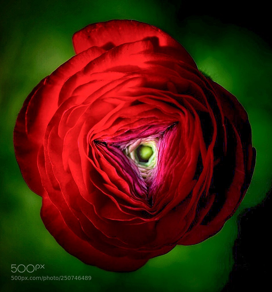 Sony a7 II sample photo. Roseblood photography