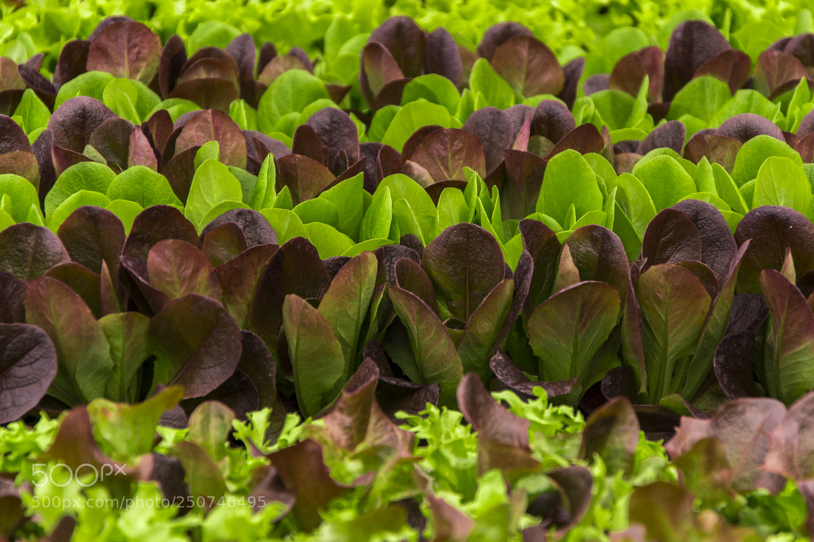 Nikon D5200 sample photo. Green and red lettuce photography