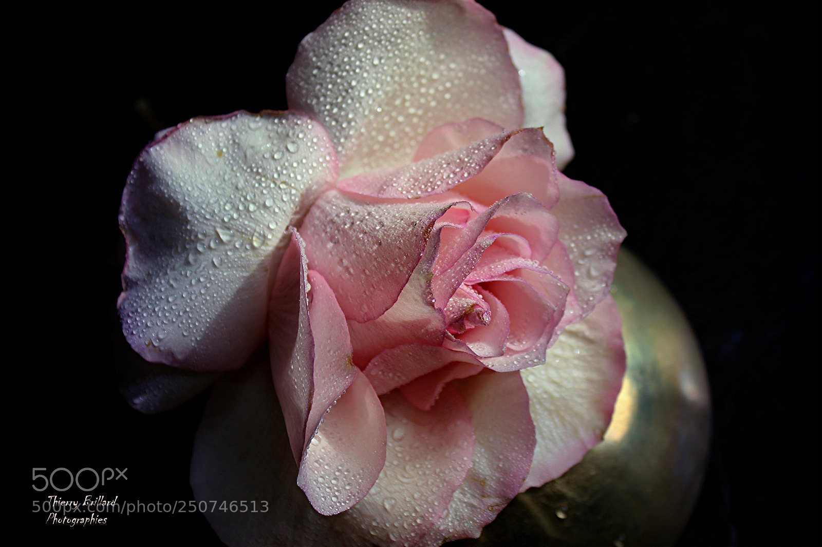 Canon EOS 600D (Rebel EOS T3i / EOS Kiss X5) sample photo. Rose nacrée photography