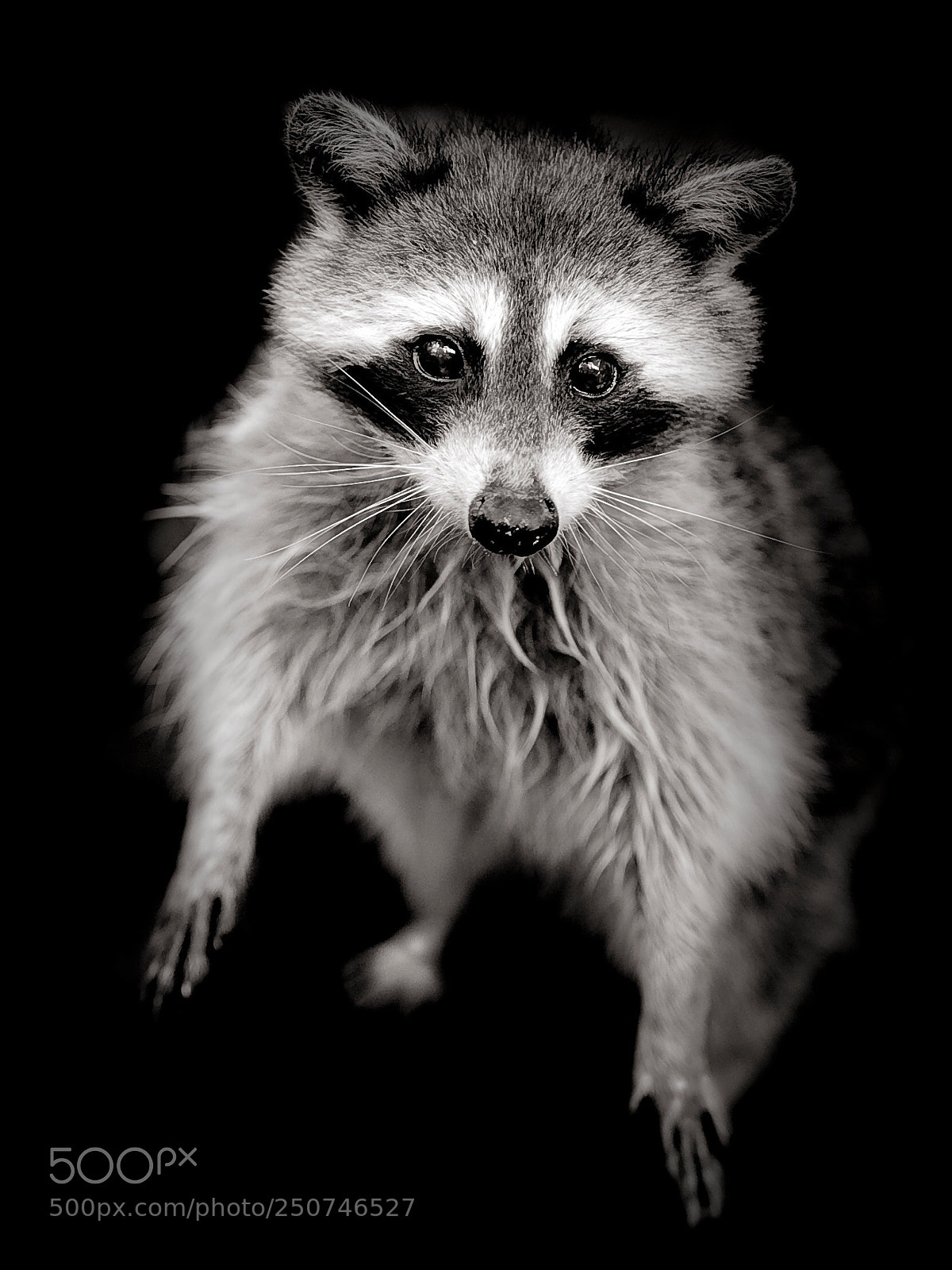 Nikon D3 sample photo. Raccoon  photography