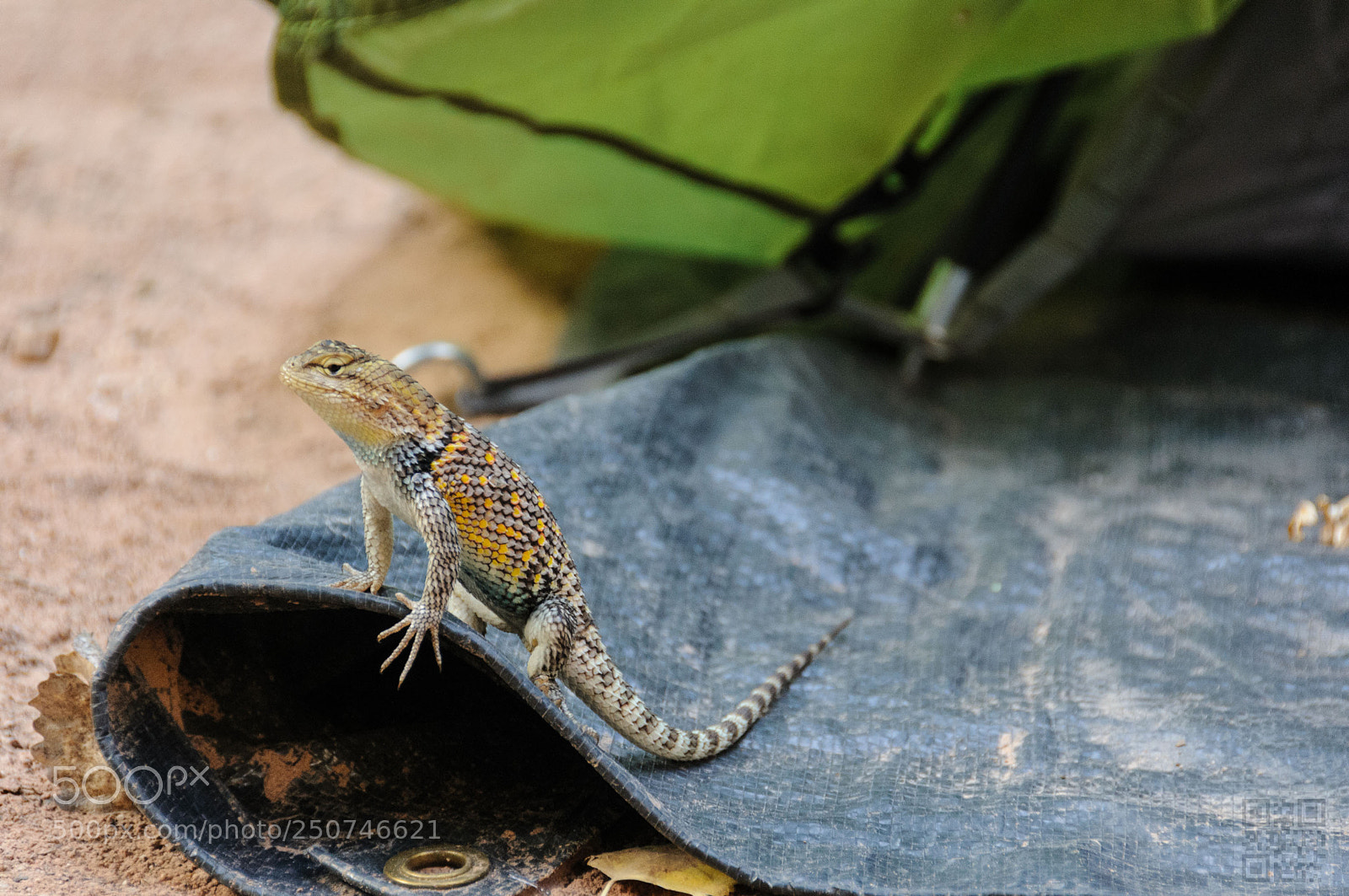 Nikon D300S sample photo. Grand canyon inhabitant photography