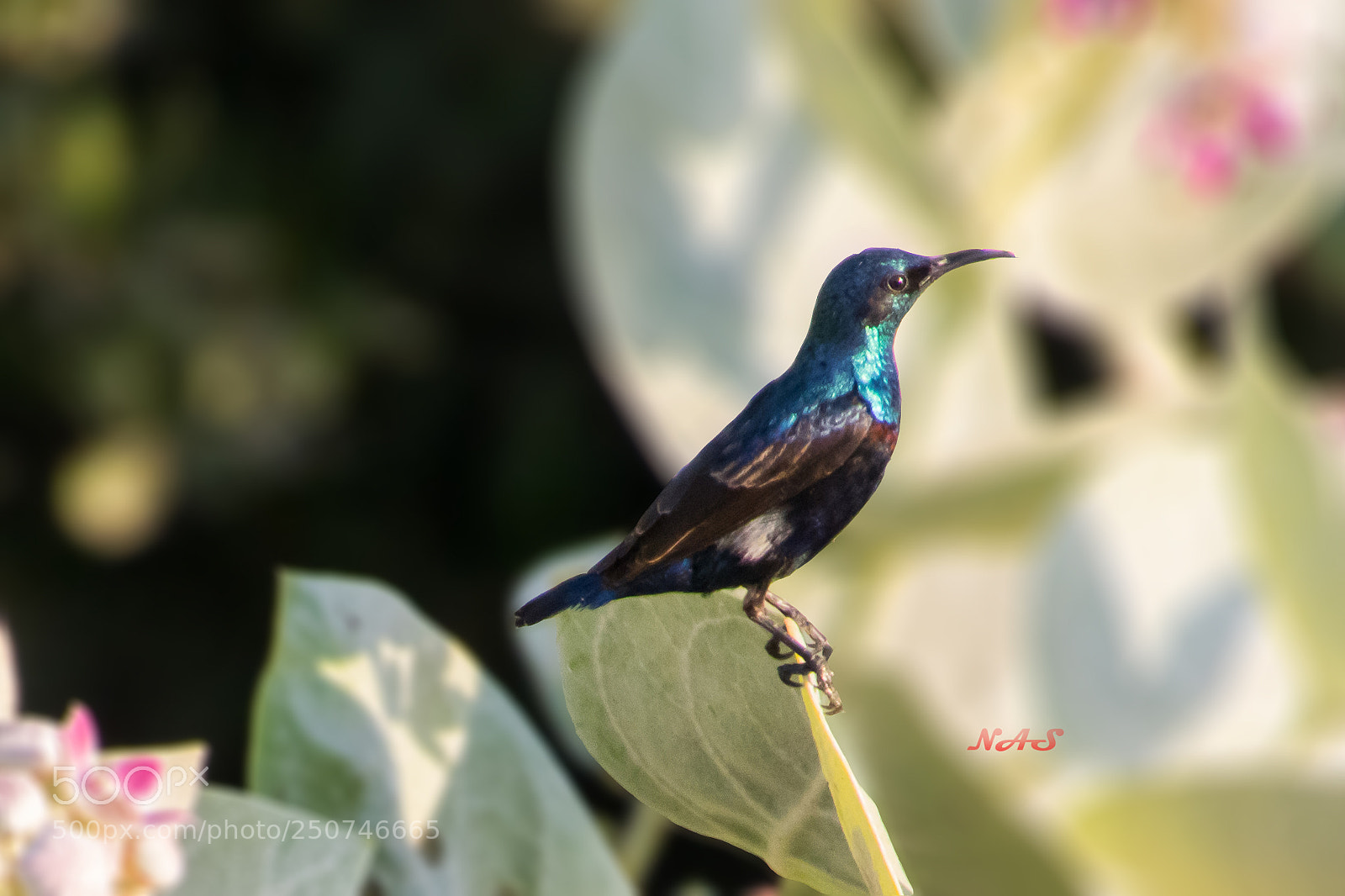Canon EOS 750D (EOS Rebel T6i / EOS Kiss X8i) sample photo. Subird male photography