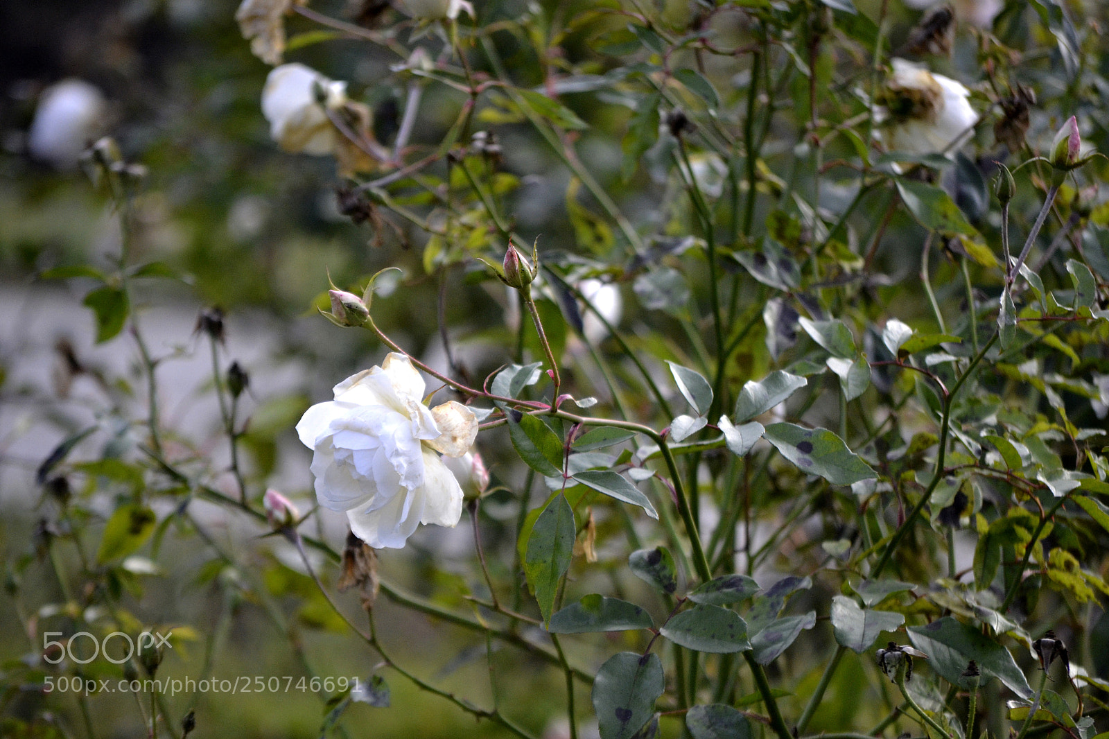 Nikon D3100 sample photo. Rosa x centifolia photography