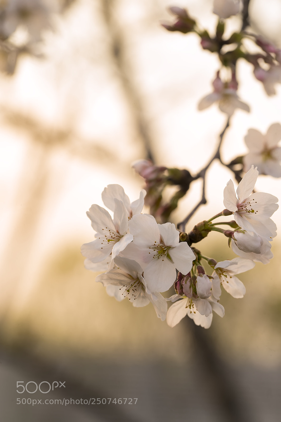 Canon EOS-1D X Mark II sample photo. 黄昏中的樱 photography
