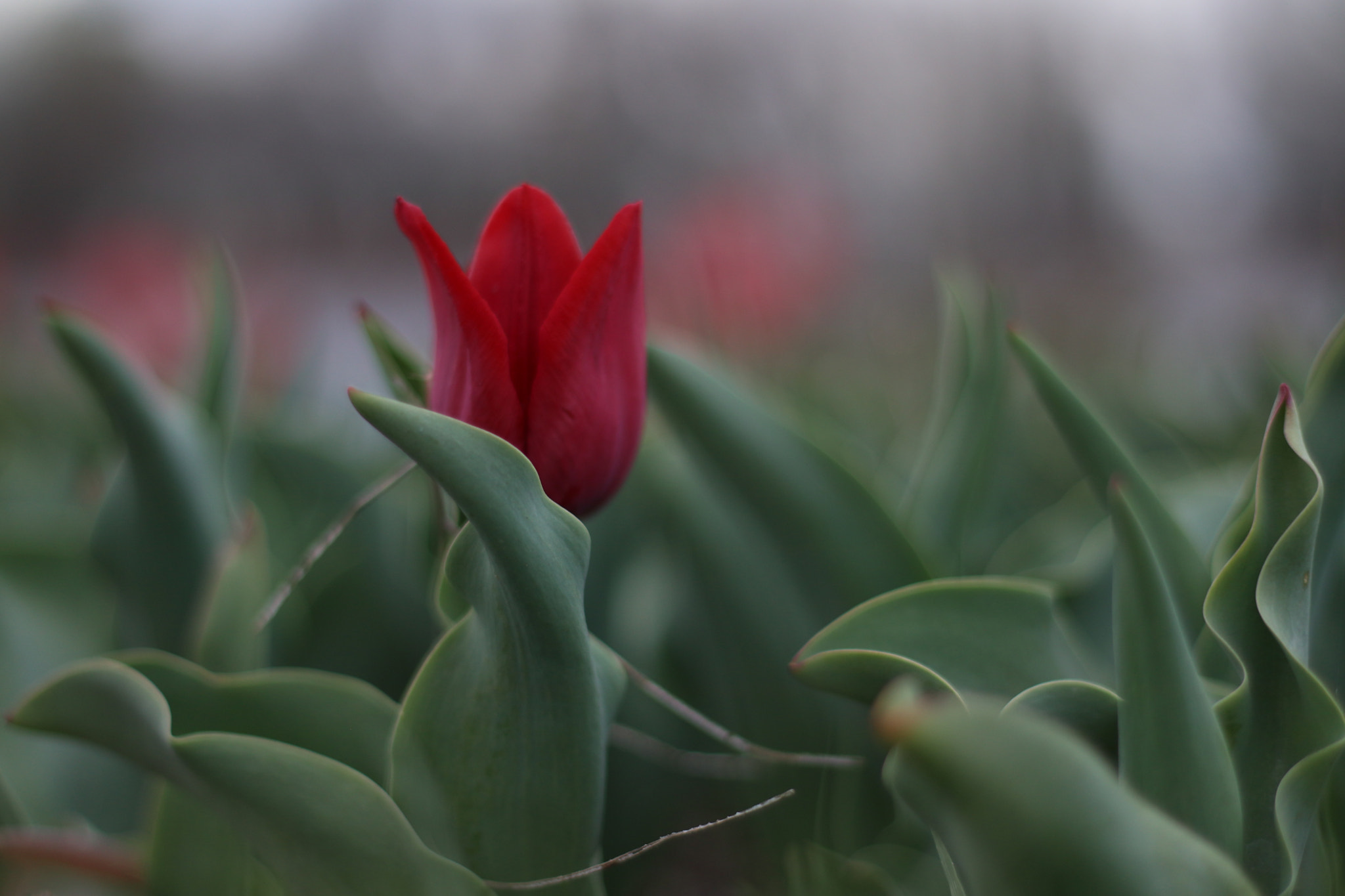 Canon EOS 80D + Canon EF 50mm F1.8 II sample photo. Lale / tulip photography