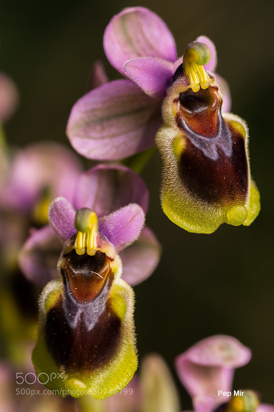 Sony a99 II sample photo. Mosque vermelle ophrys thenthredinifera photography