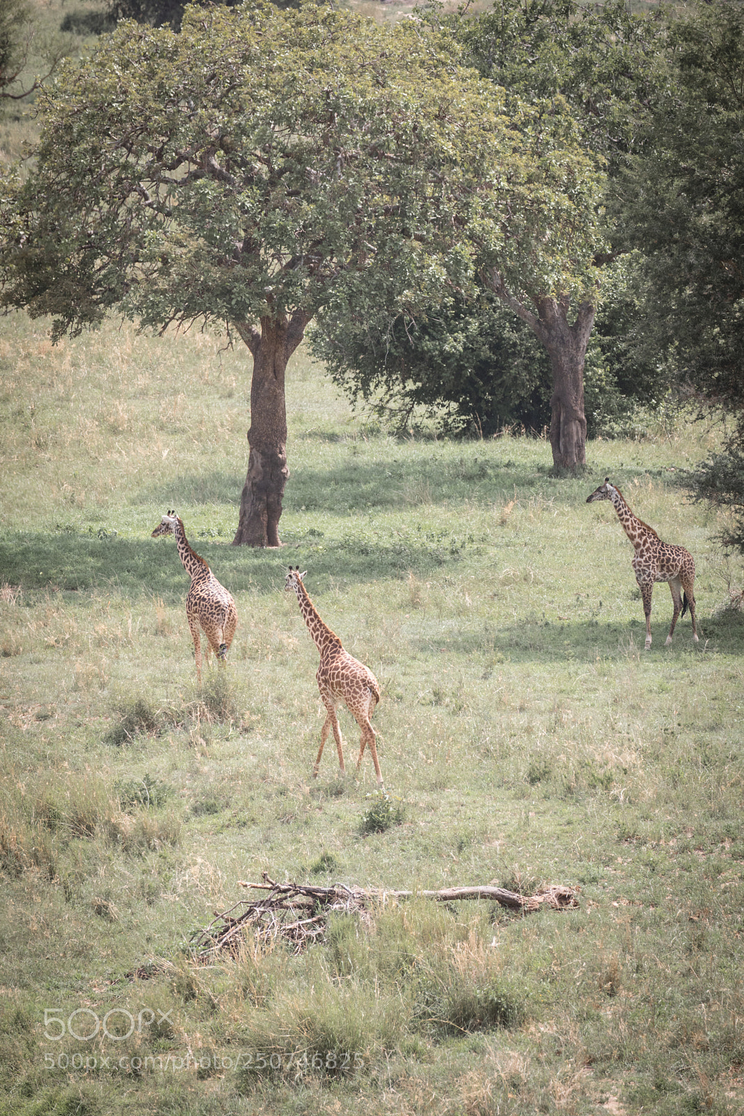 Canon EOS 5D Mark IV sample photo. Giraffes' playground photography