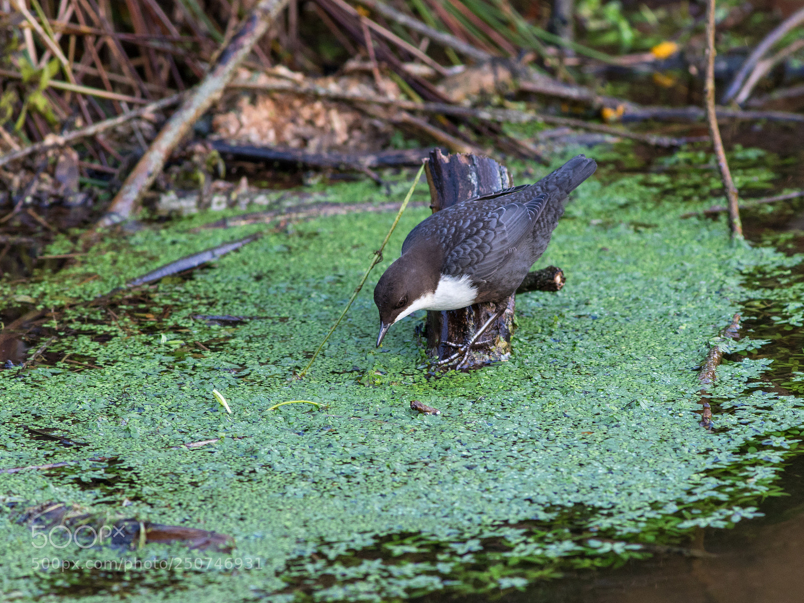 Canon EOS 7D Mark II sample photo. Dippers "cinclus cinclus" photography
